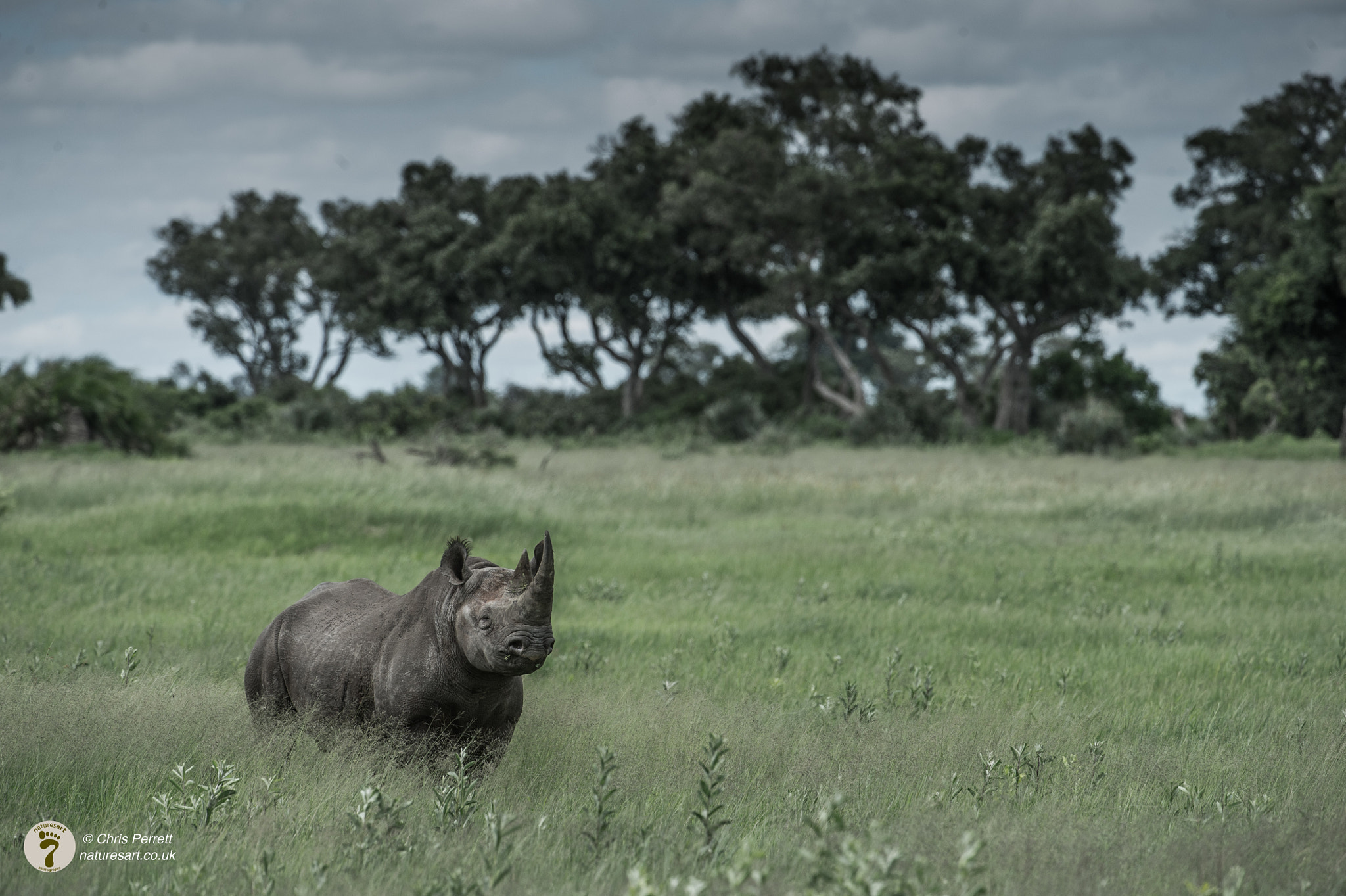 Nikon AF-S Nikkor 200-400mm F4G ED-IF VR sample photo. Black rhino photography