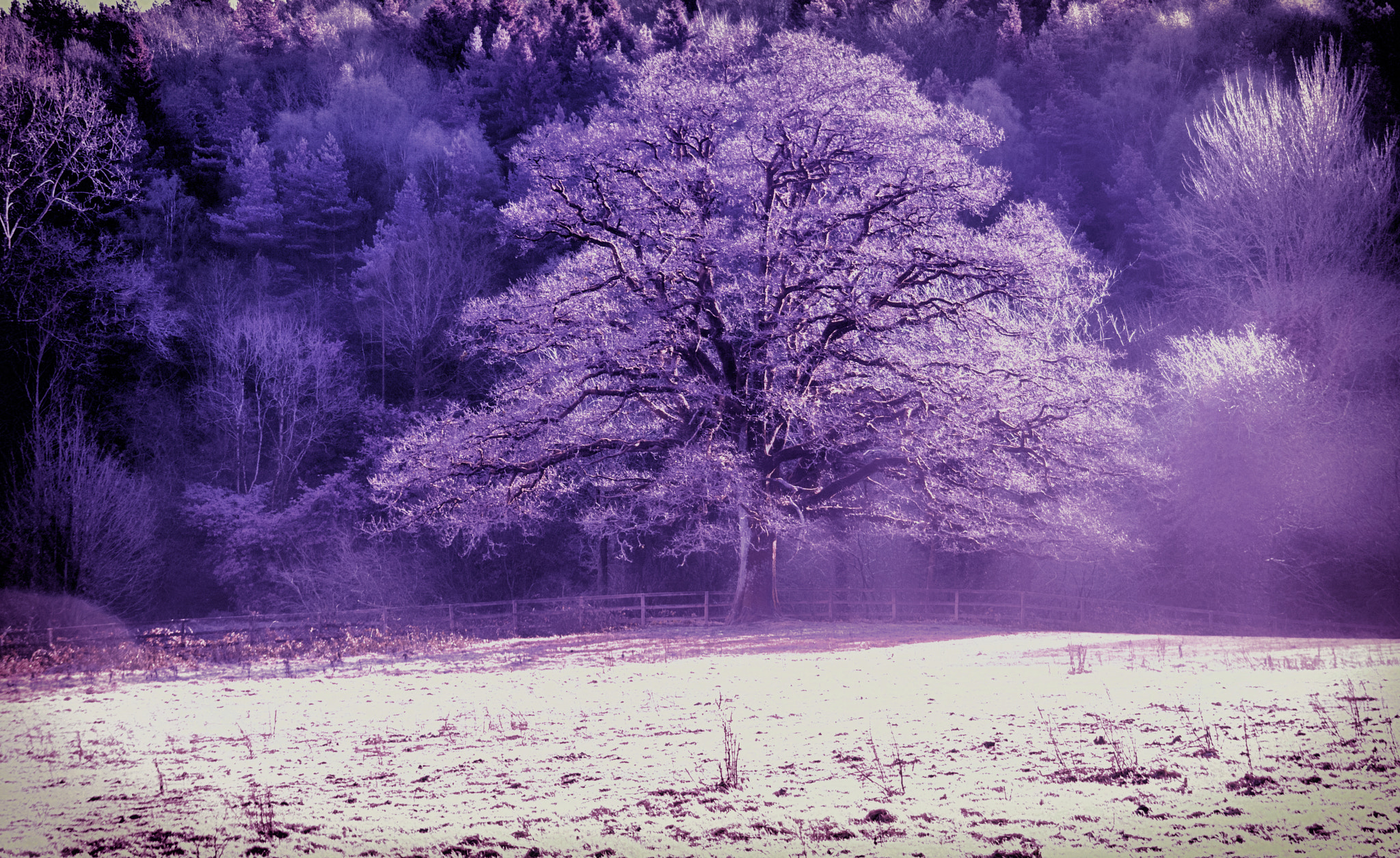 Sigma 18-200mm F3.5-6.3 DC OS HSM sample photo. Infrared photography