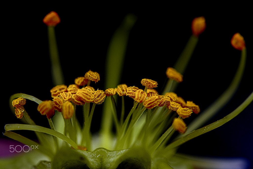 Nikon AF-S Micro-Nikkor 60mm F2.8G ED sample photo. Detalhe de  uma flor rodes photography