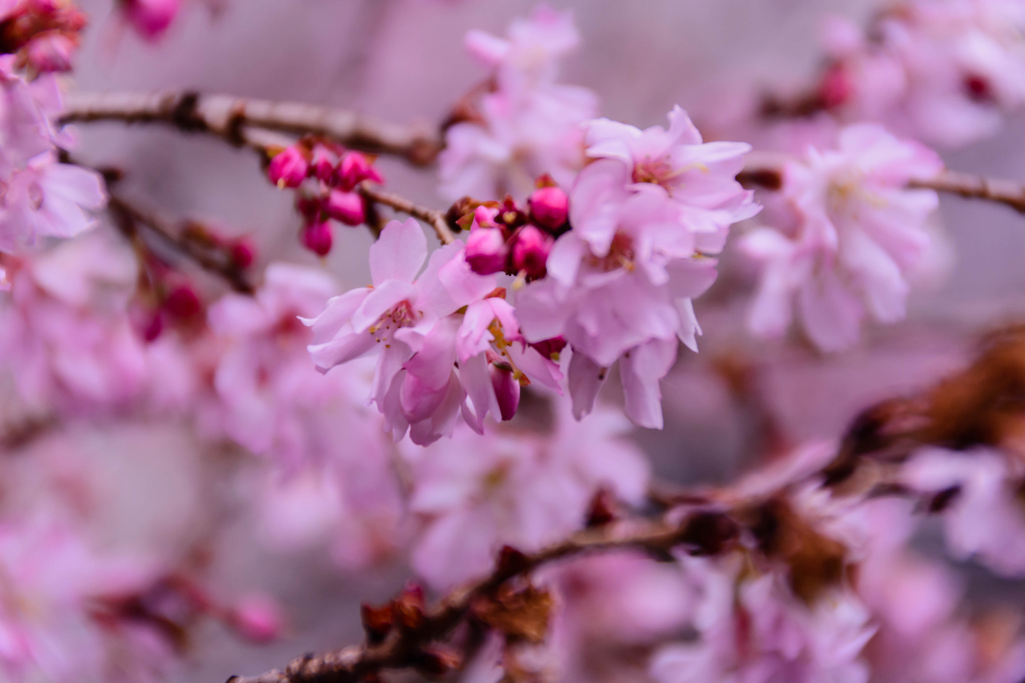 Nikon D5200 + Sigma 18-200mm F3.5-6.3 II DC OS HSM sample photo. 御池桜 photography