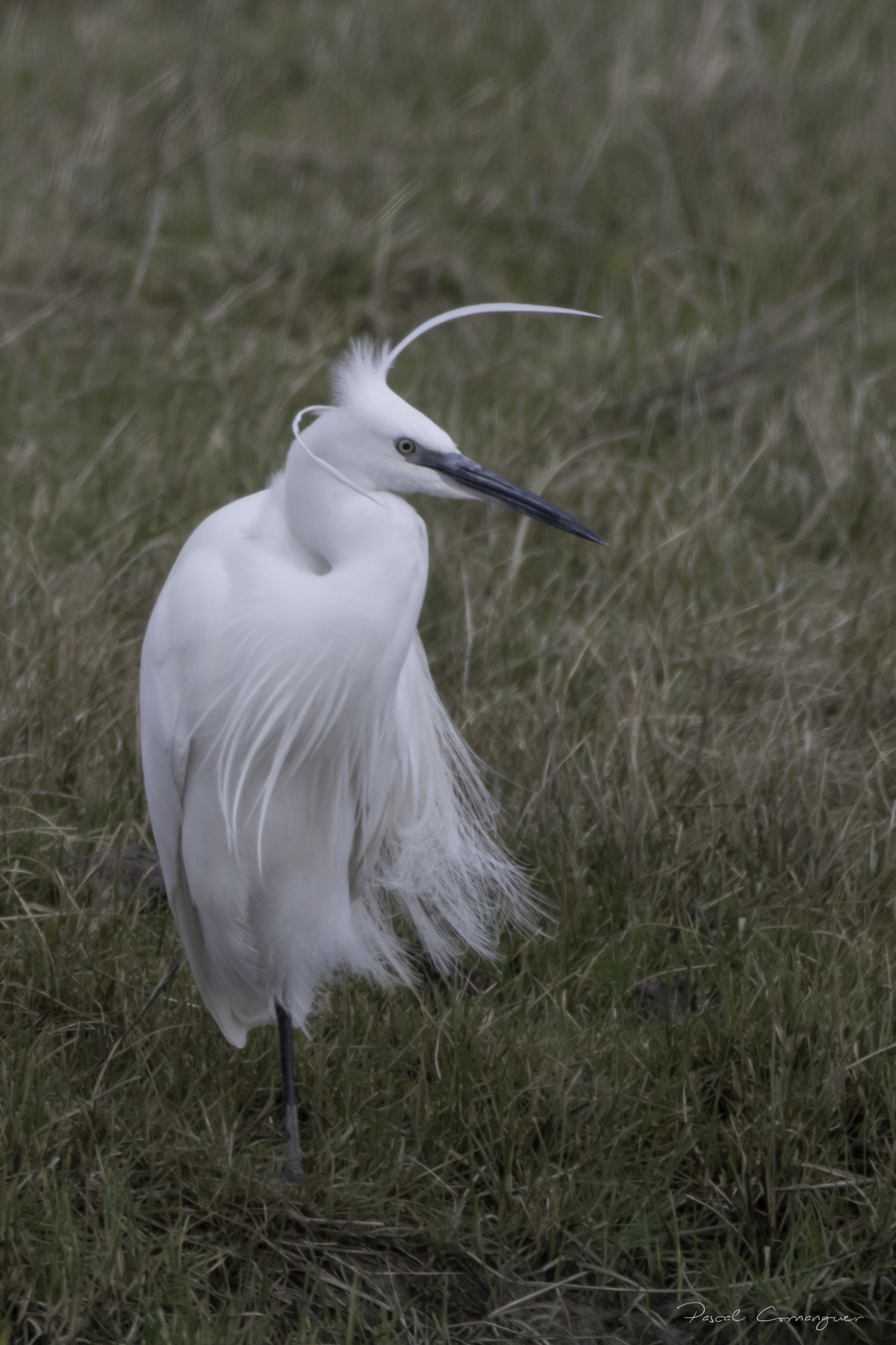 Sigma 150-600mm F5-6.3 DG OS HSM | C sample photo. Aigrette garzette au vent photography