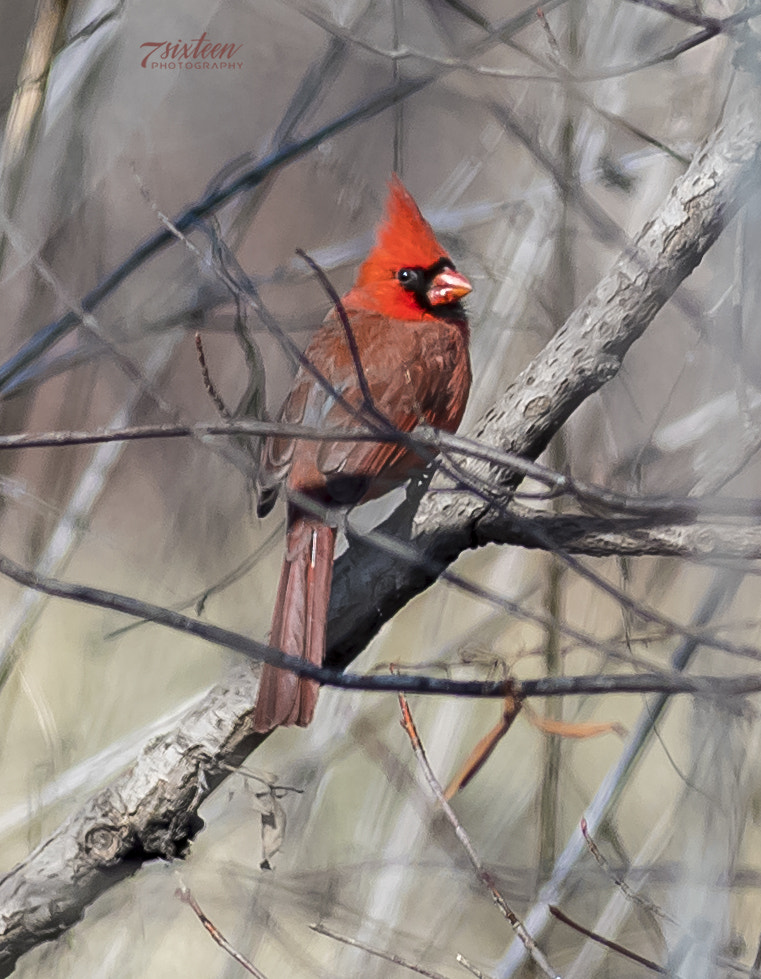 Nikon D500 + Nikon AF-S Nikkor 300mm F4D ED-IF sample photo. Charismatic cardinal photography