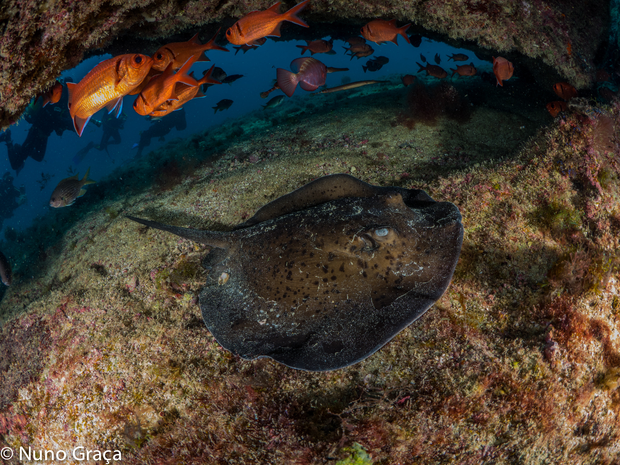 OLYMPUS M.8mm F1.8 sample photo. Sting ray photography