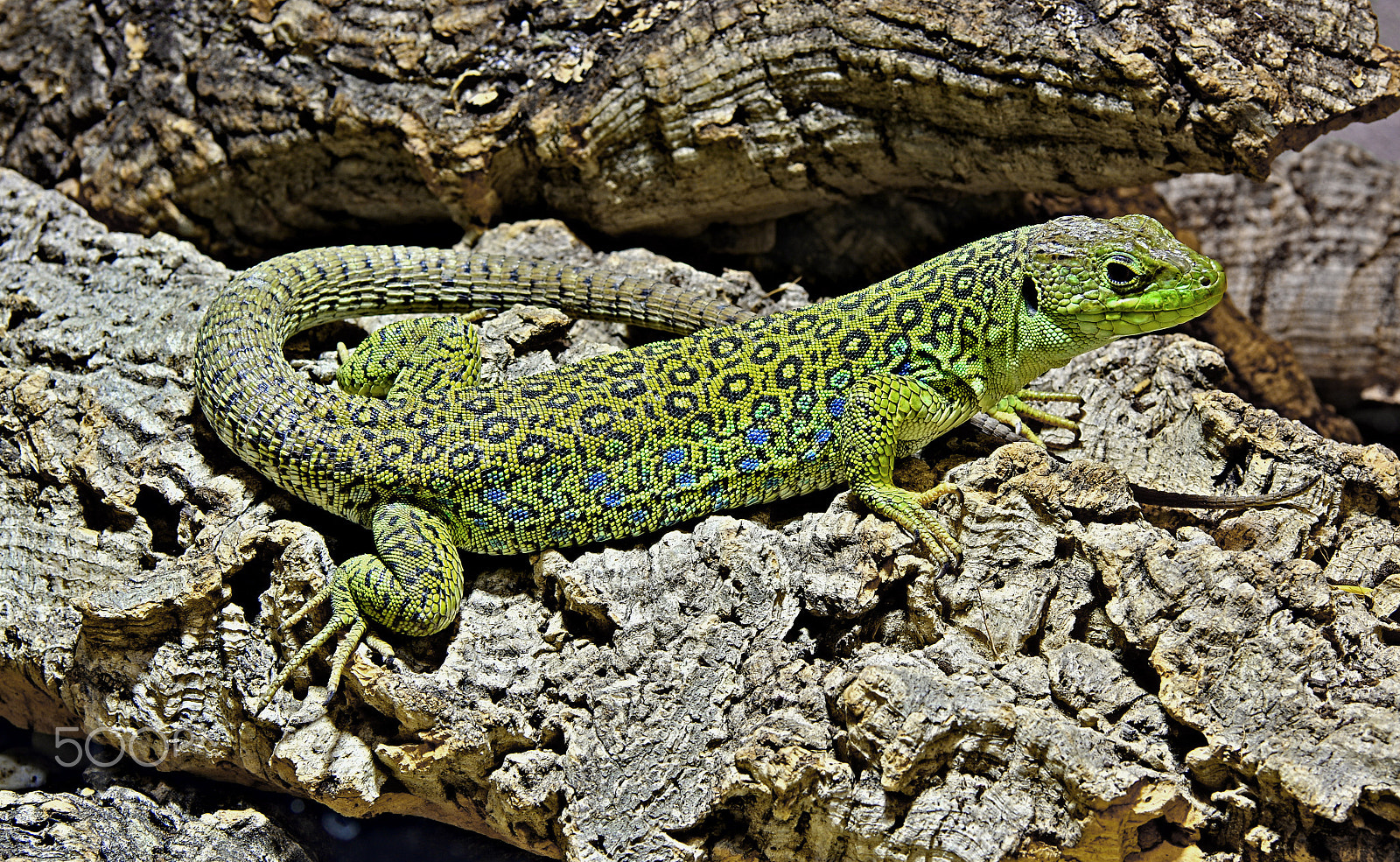 Pentax K-3 II sample photo. Lizard photography