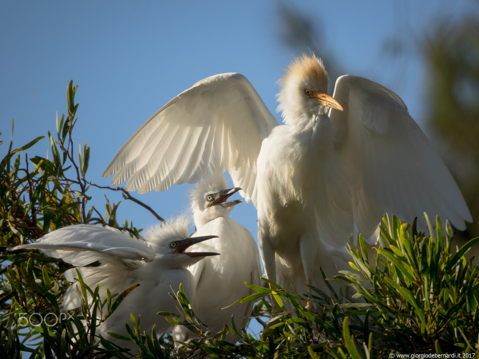 Olympus OM-D E-M1 sample photo. Little egret photography