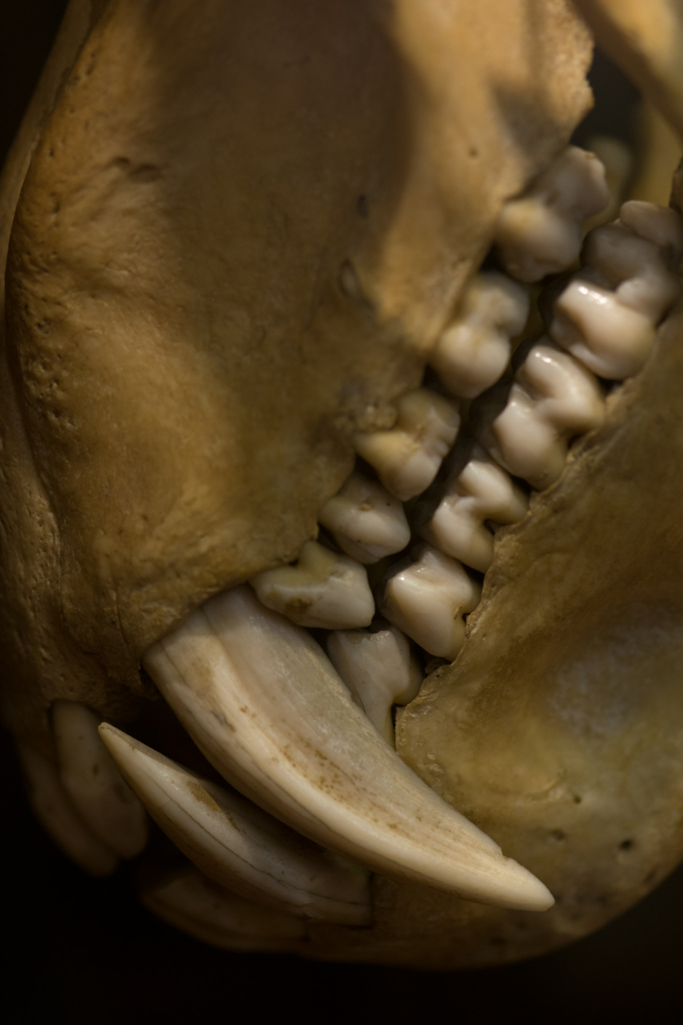 Nikon AF-S Micro-Nikkor 105mm F2.8G IF-ED VR sample photo. Teeth photography