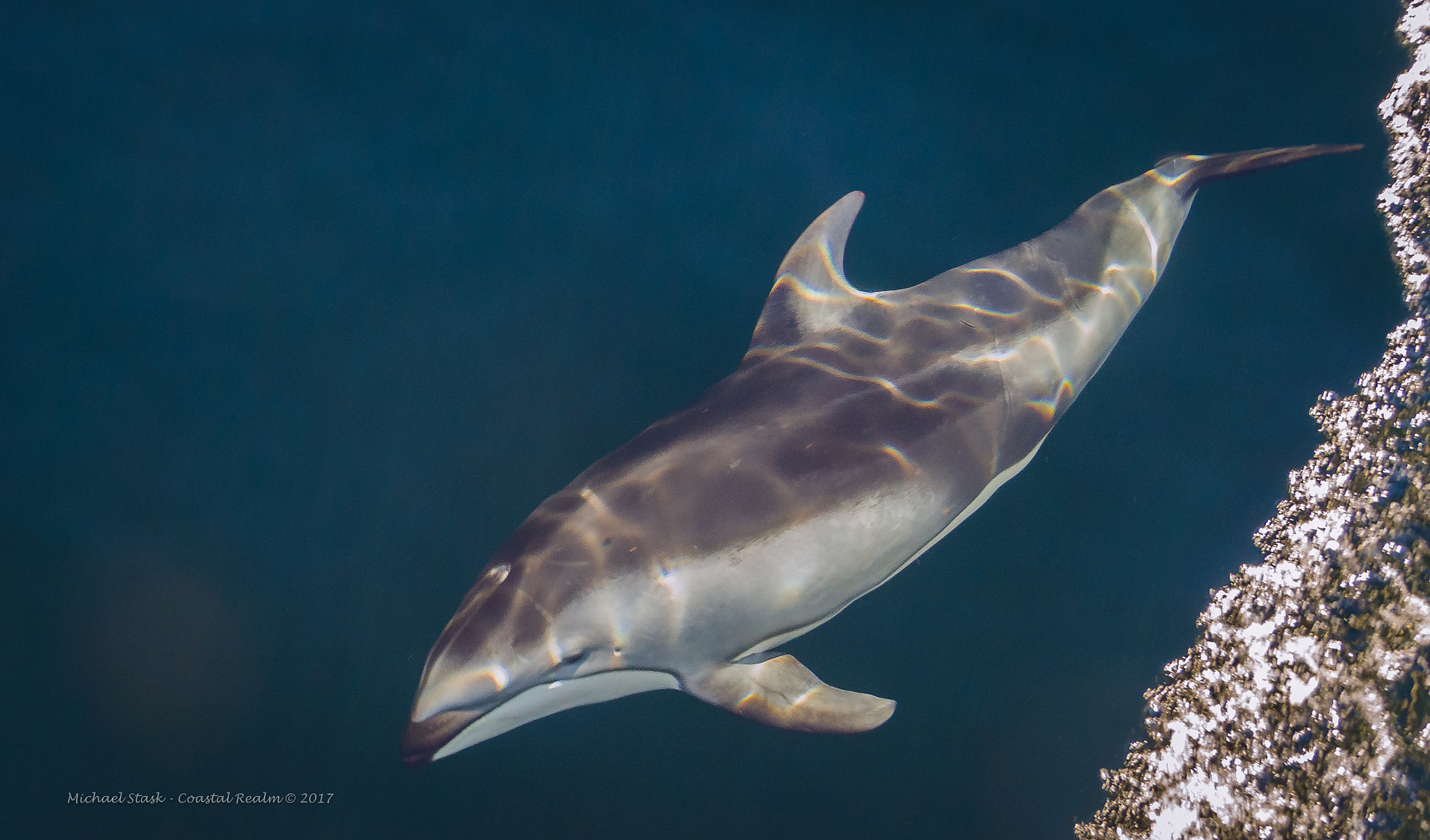 Tokina AT-X Pro 11-16mm F2.8 DX sample photo. Pacific white sided dolphin photography