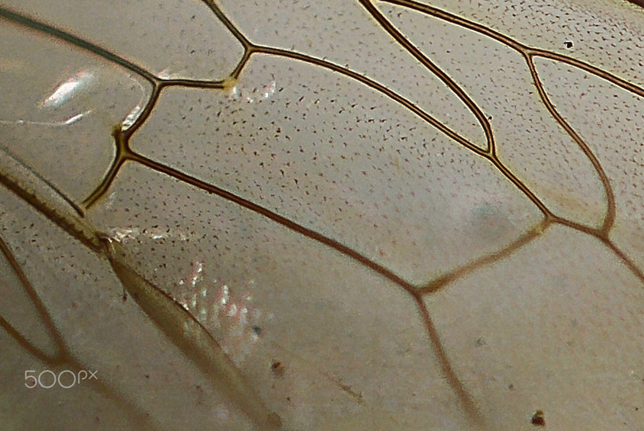 Nikon AF-S Micro-Nikkor 60mm F2.8G ED sample photo. Detalhe da asa de uma abelha photography