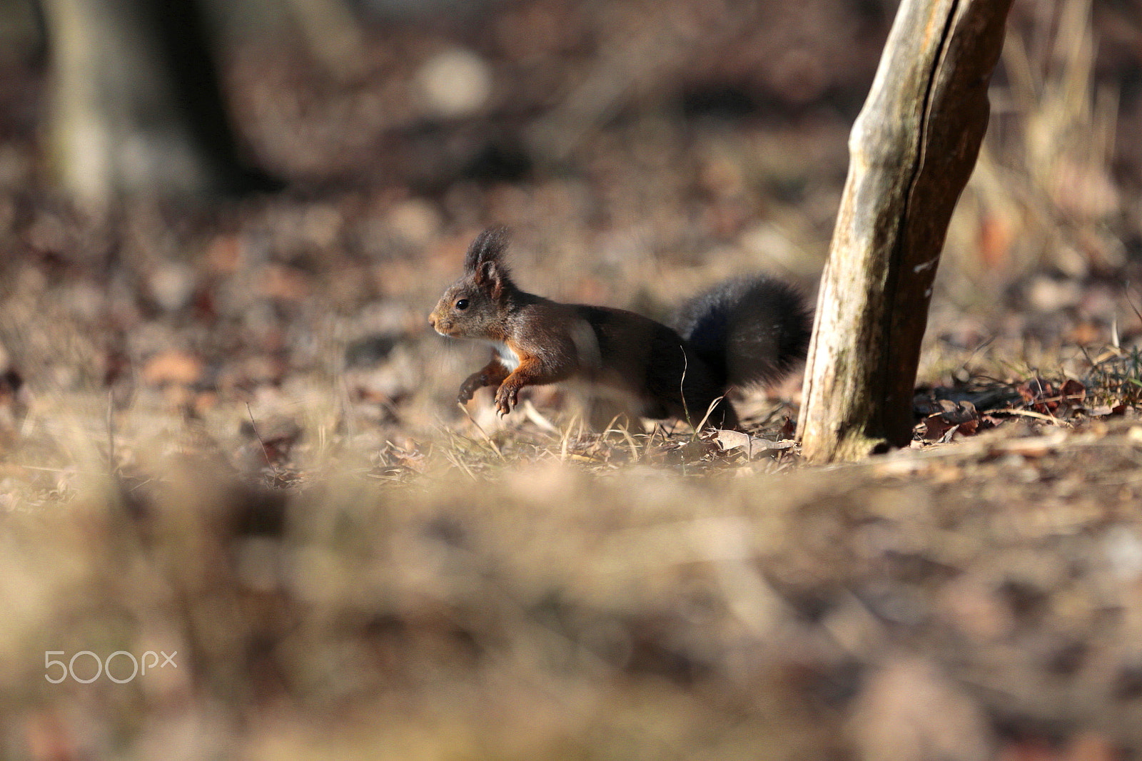 Canon EF 300mm F2.8L IS USM sample photo. Squirrel photography