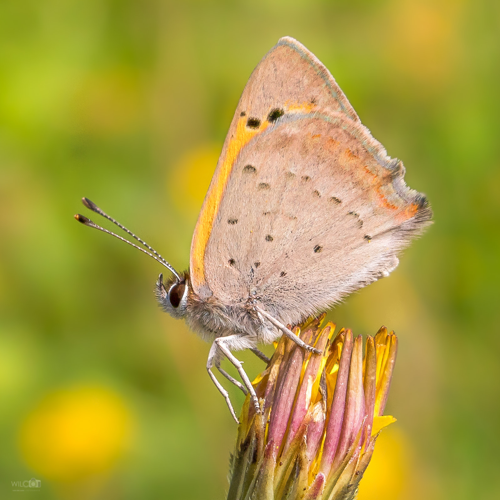Canon EOS 7D Mark II + Canon EF-S 18-55mm F3.5-5.6 IS STM sample photo. Small copper photography