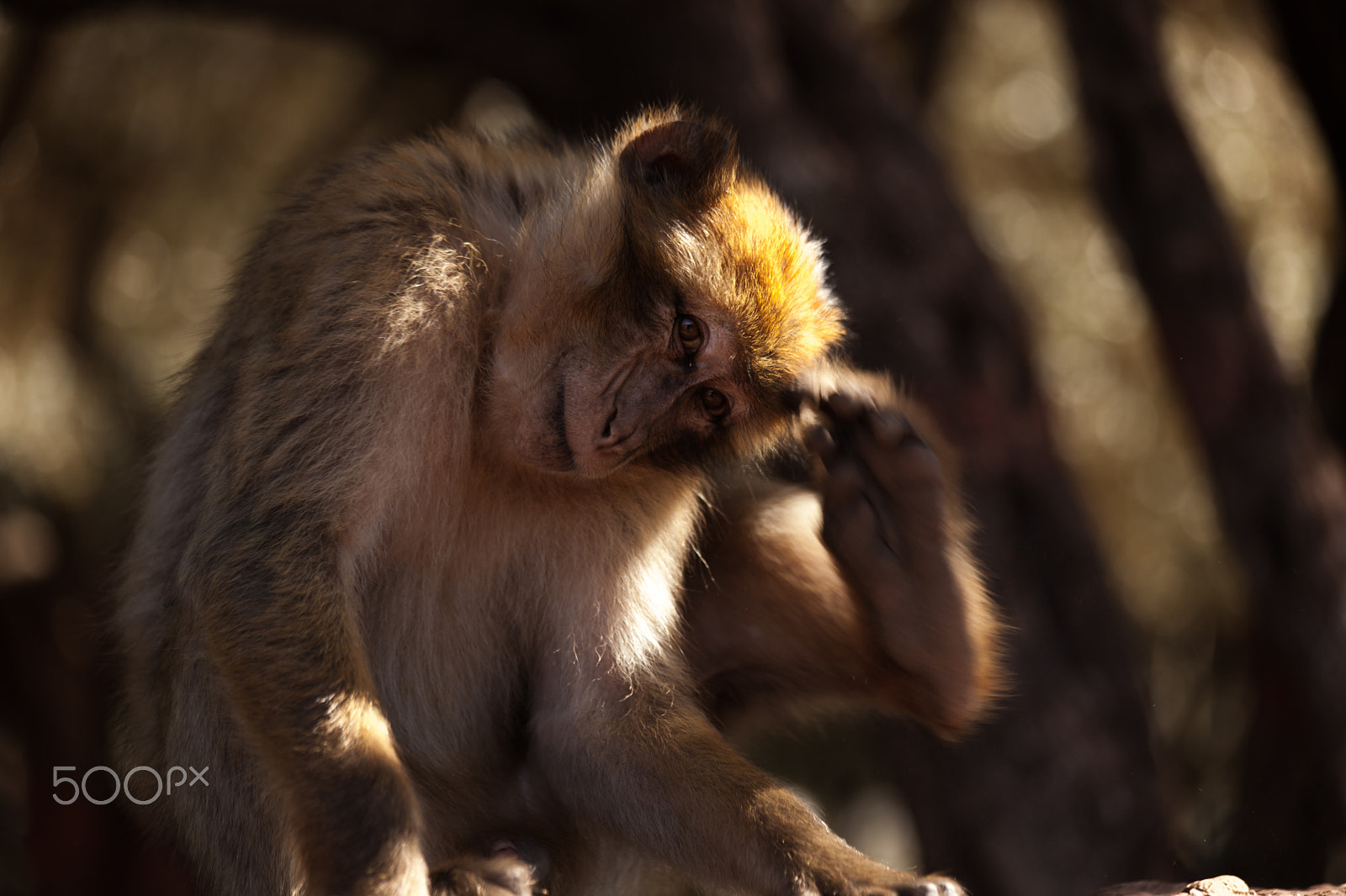 Canon EF 70-300mm F4-5.6 IS USM sample photo. Morroco, ouzoud waterfall photography