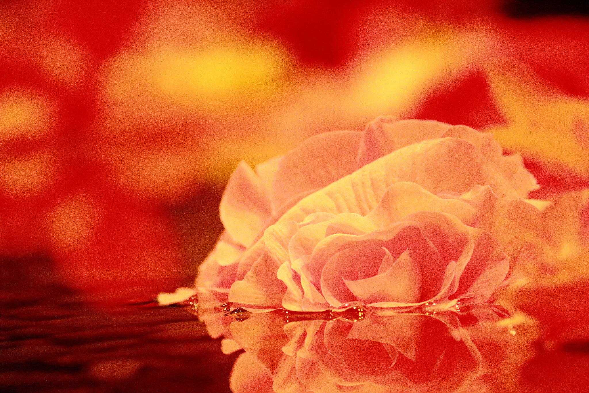 Canon EOS 100D (EOS Rebel SL1 / EOS Kiss X7) sample photo. Begonia photography