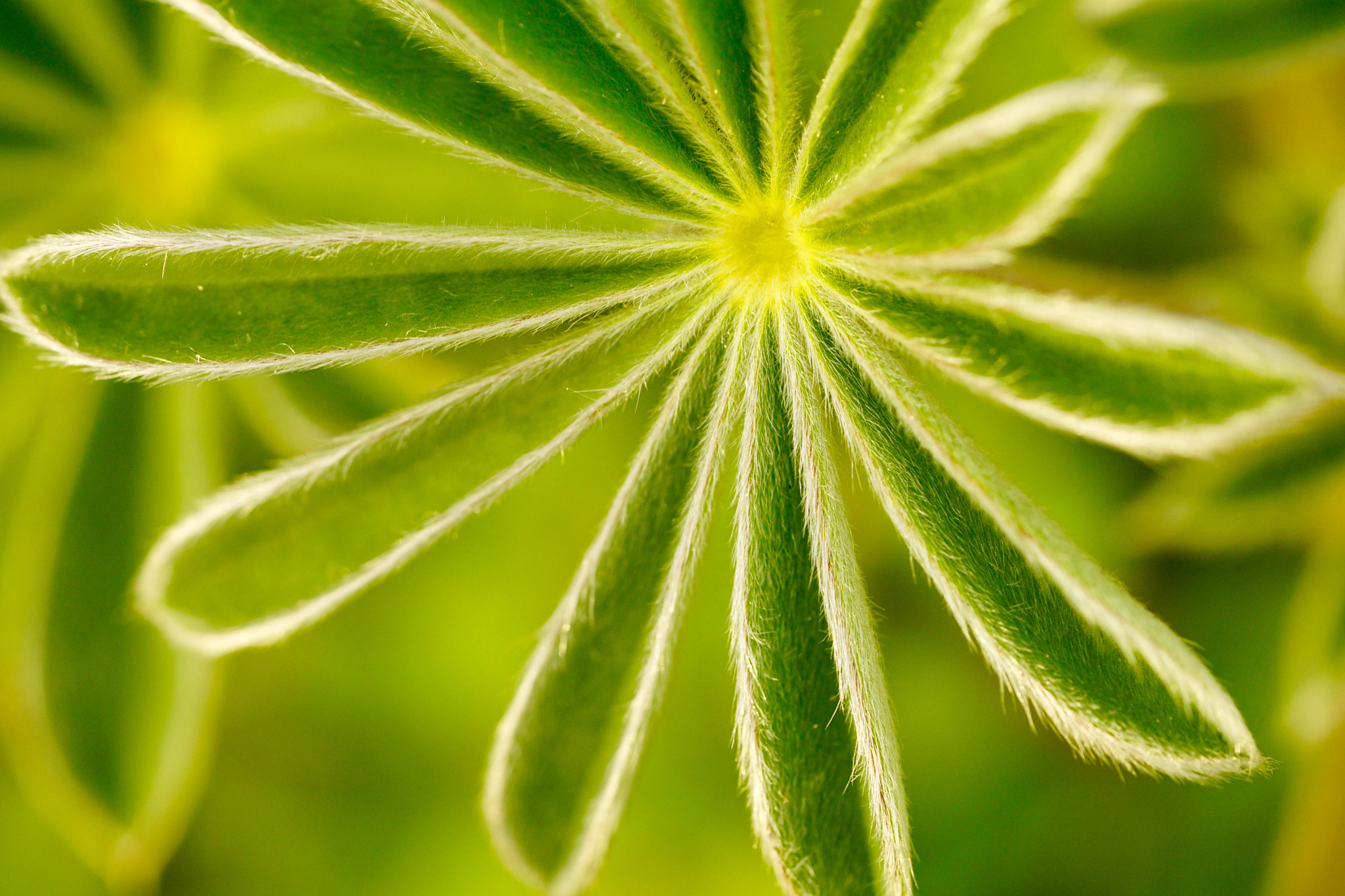 Sony FE 90mm F2.8 Macro G OSS sample photo. Green... photography