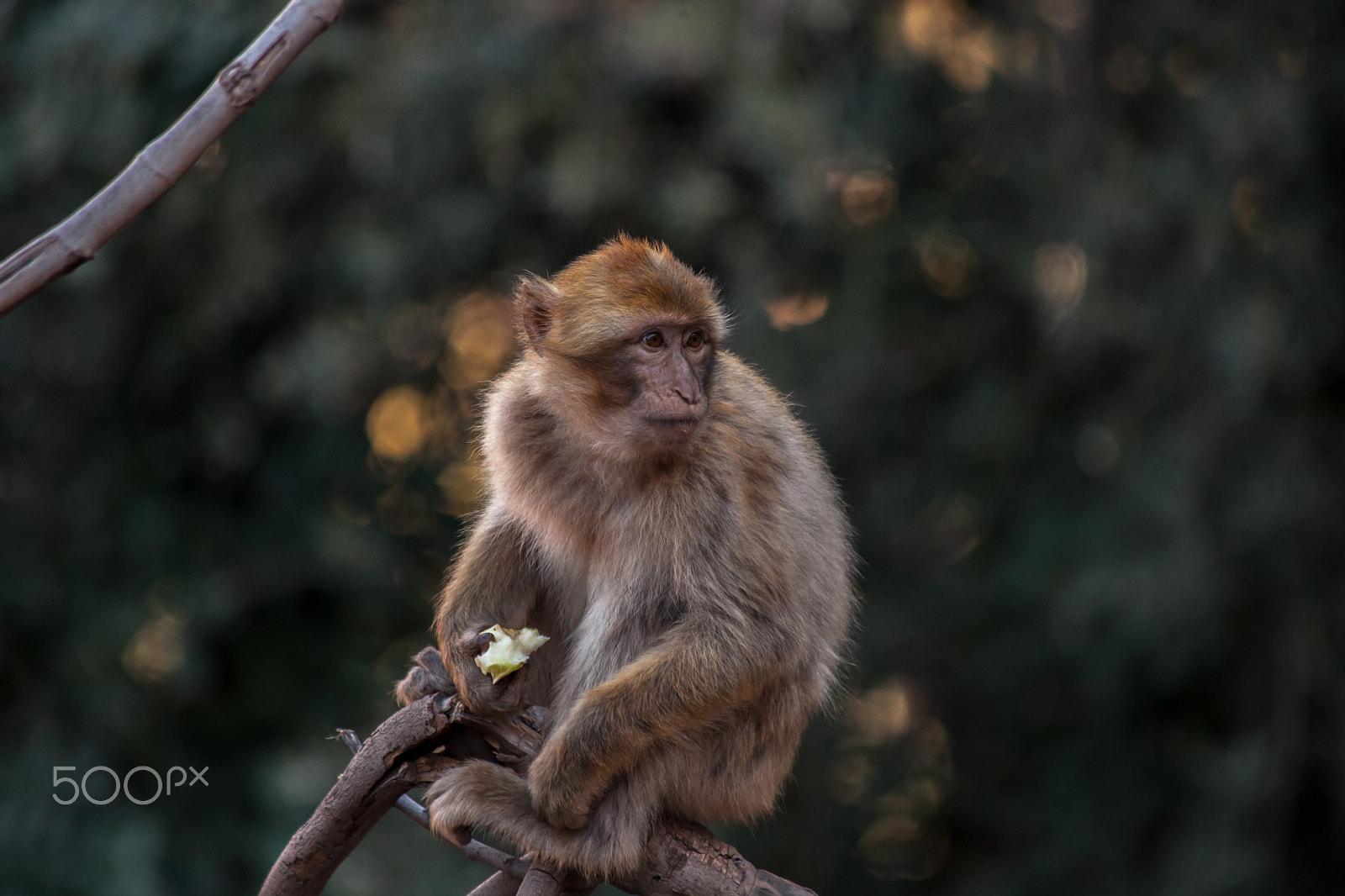 Canon EF 70-300mm F4-5.6 IS USM sample photo. Morroco, ouzoud waterfall photography