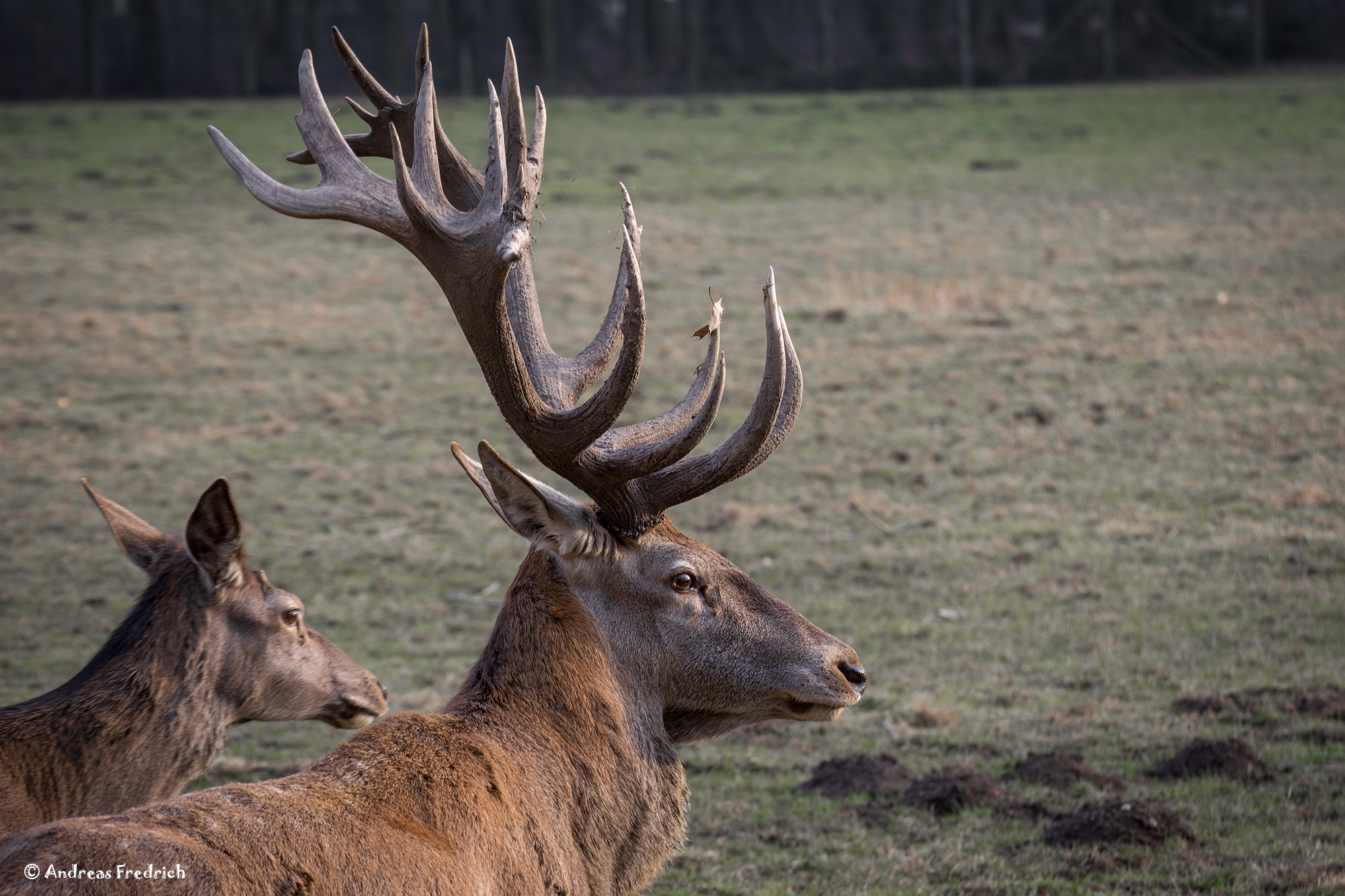 Nikon D7200 sample photo. Majestic2 photography