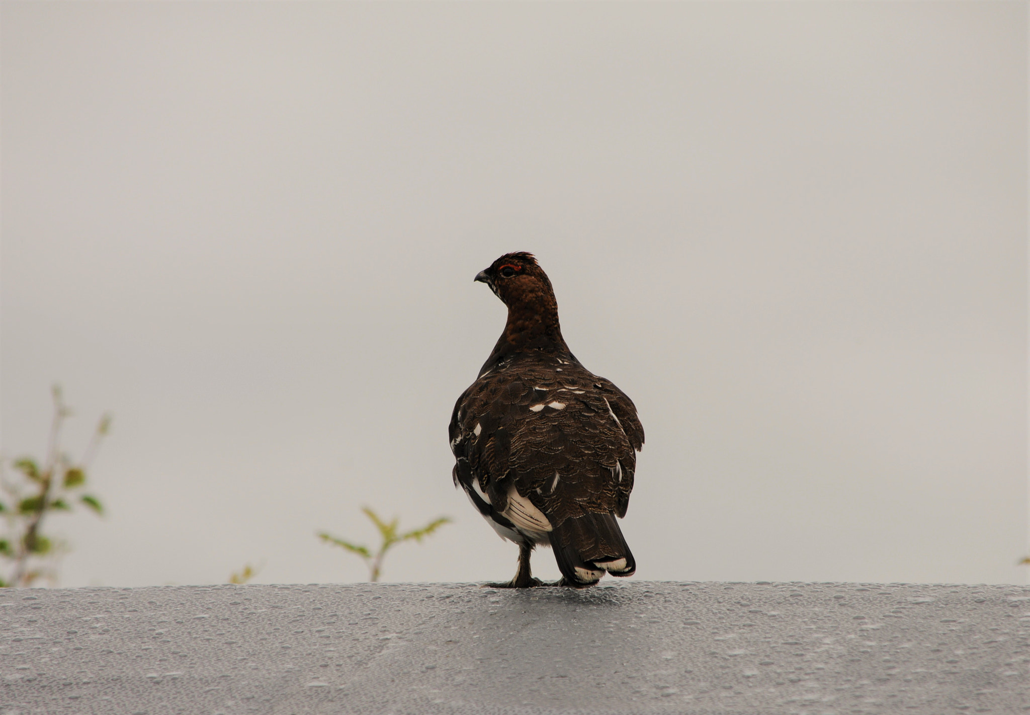 Nikon D300S sample photo. Willow ptarmigan photography