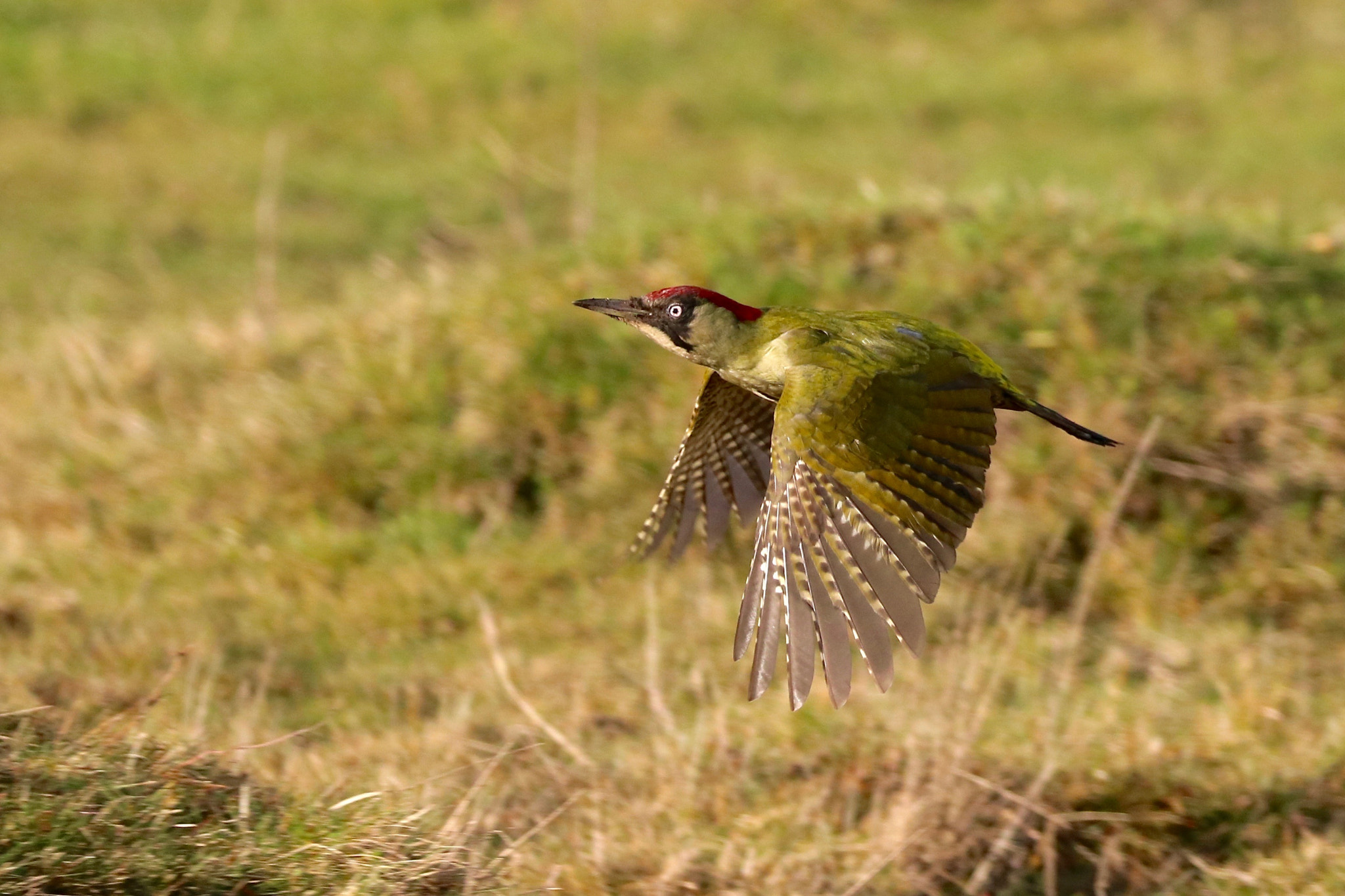 Canon EOS 760D (EOS Rebel T6s / EOS 8000D) sample photo. Green woodpecker photography