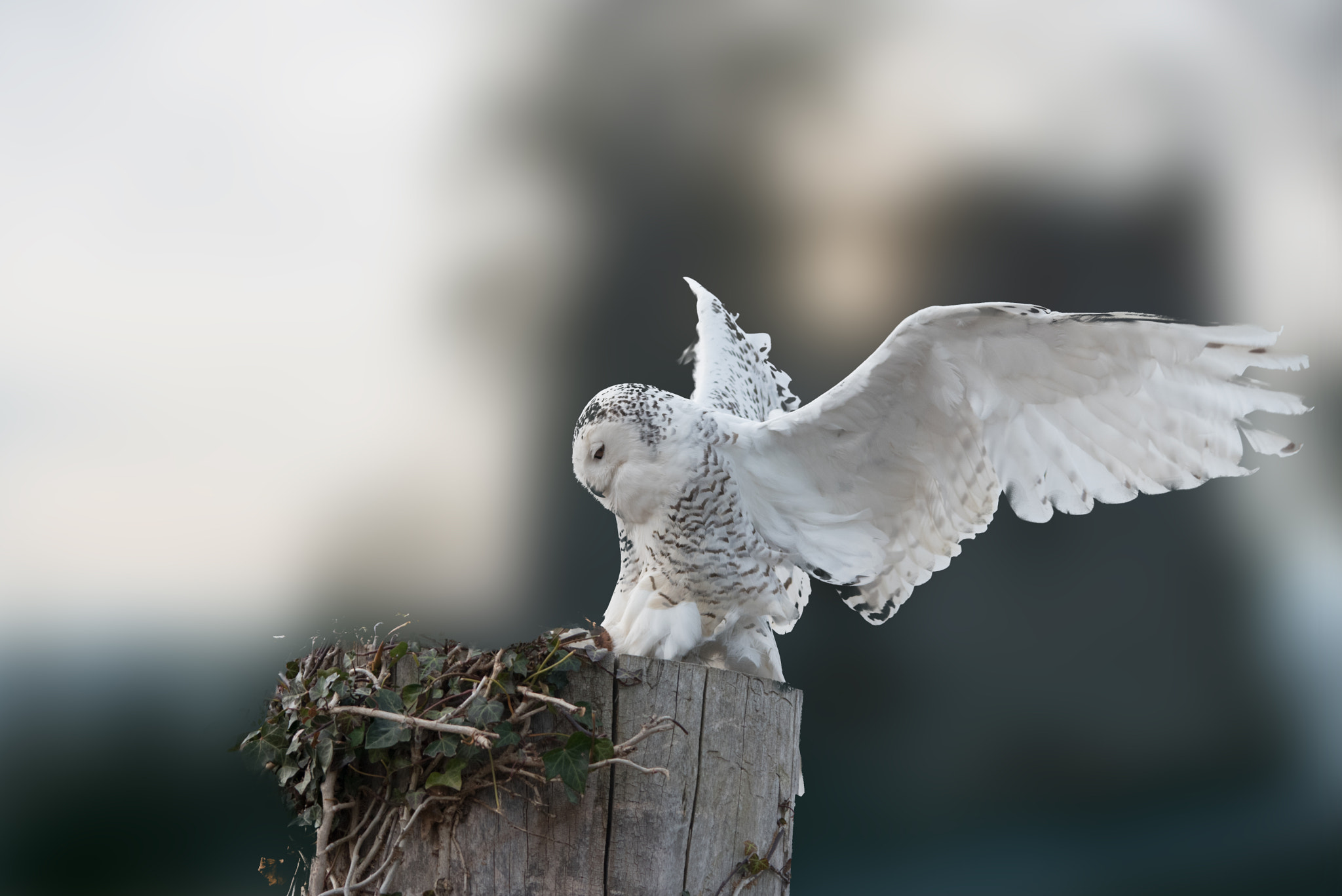 Sigma 150-500mm F5-6.3 DG OS HSM sample photo. Schneeeule  snowy owl photography
