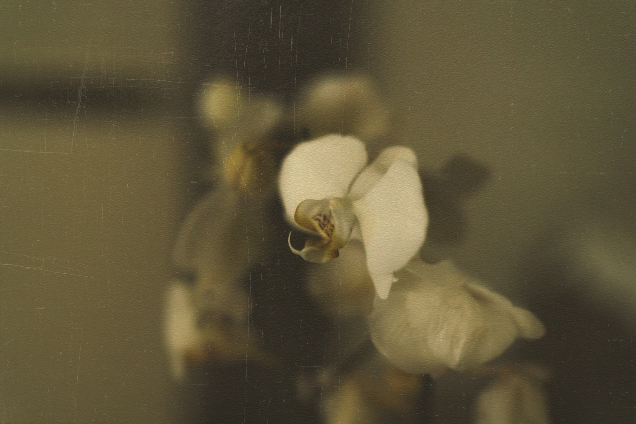 Sony a7 II + Sony Distagon T* FE 35mm F1.4 ZA sample photo. Random flower photography