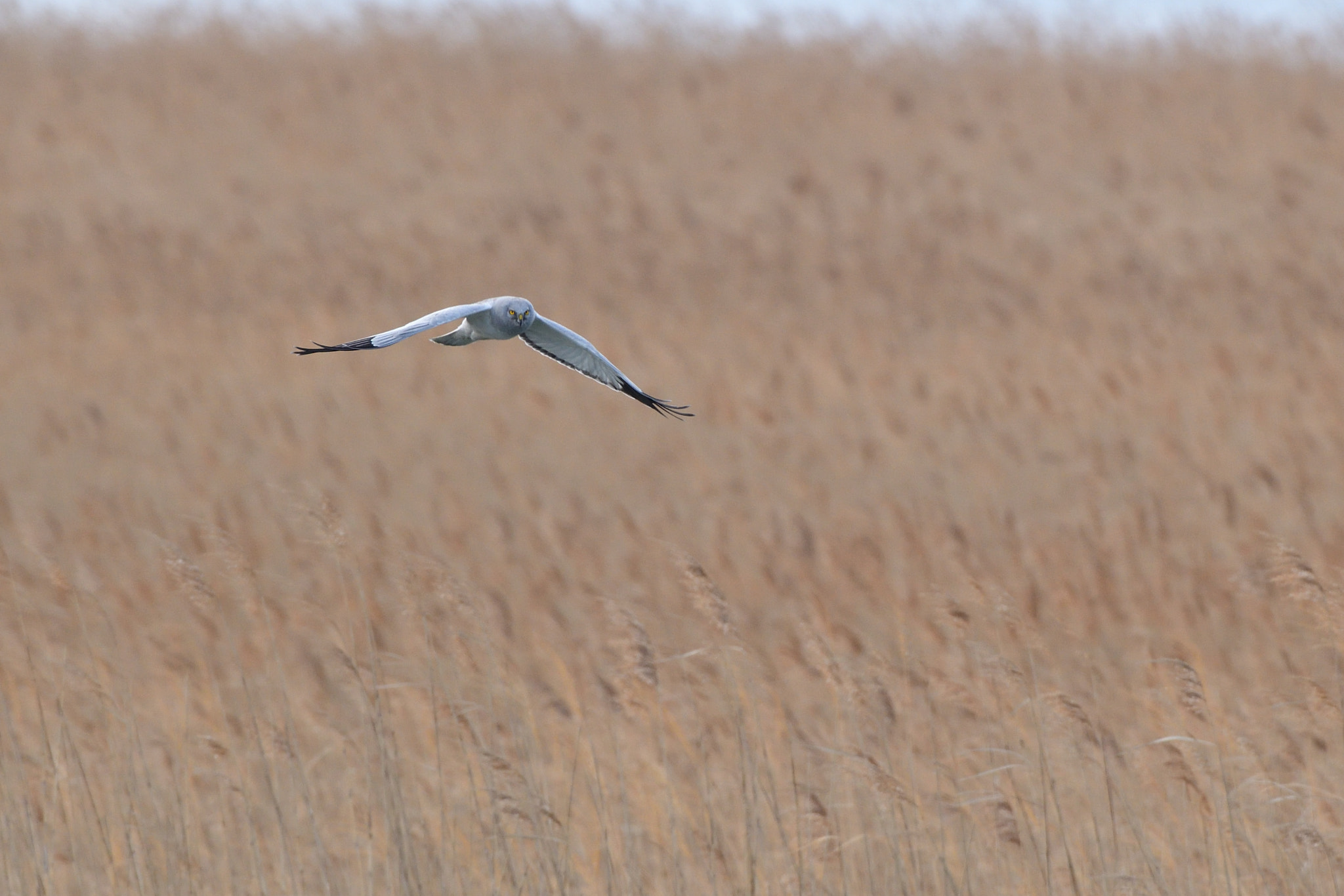 Sigma 500mm F4.5 EX DG HSM sample photo. Hen harrier photography