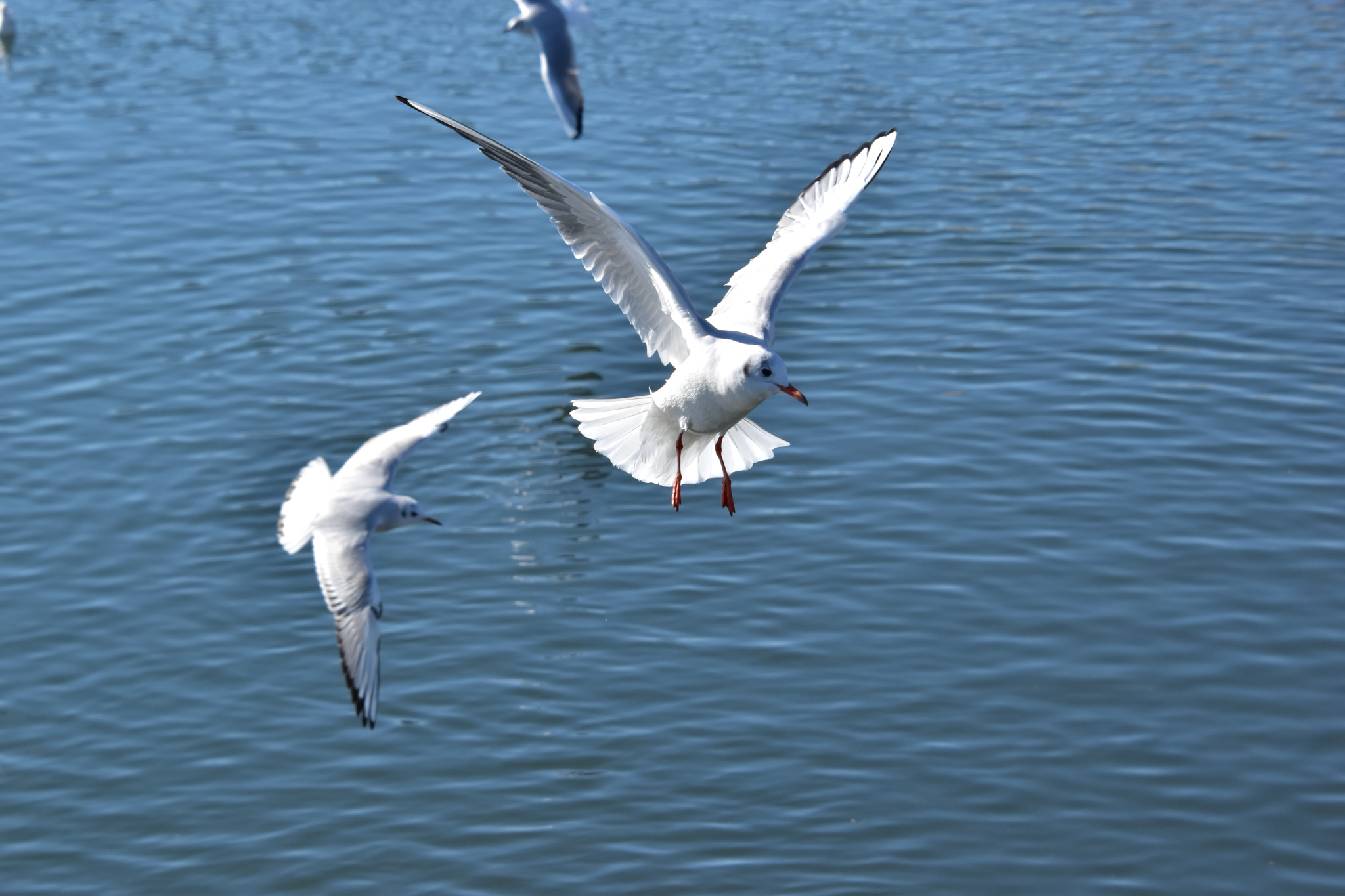 Nikon D5500 sample photo