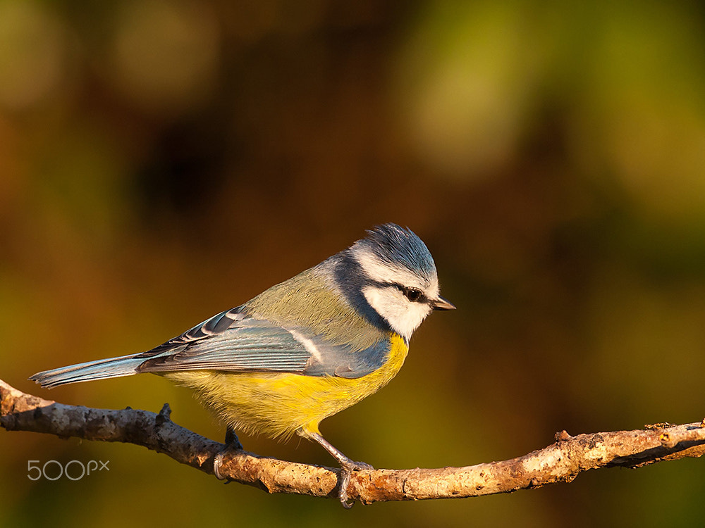 Canon EF 500mm F4L IS USM sample photo. Mésange bleue photography