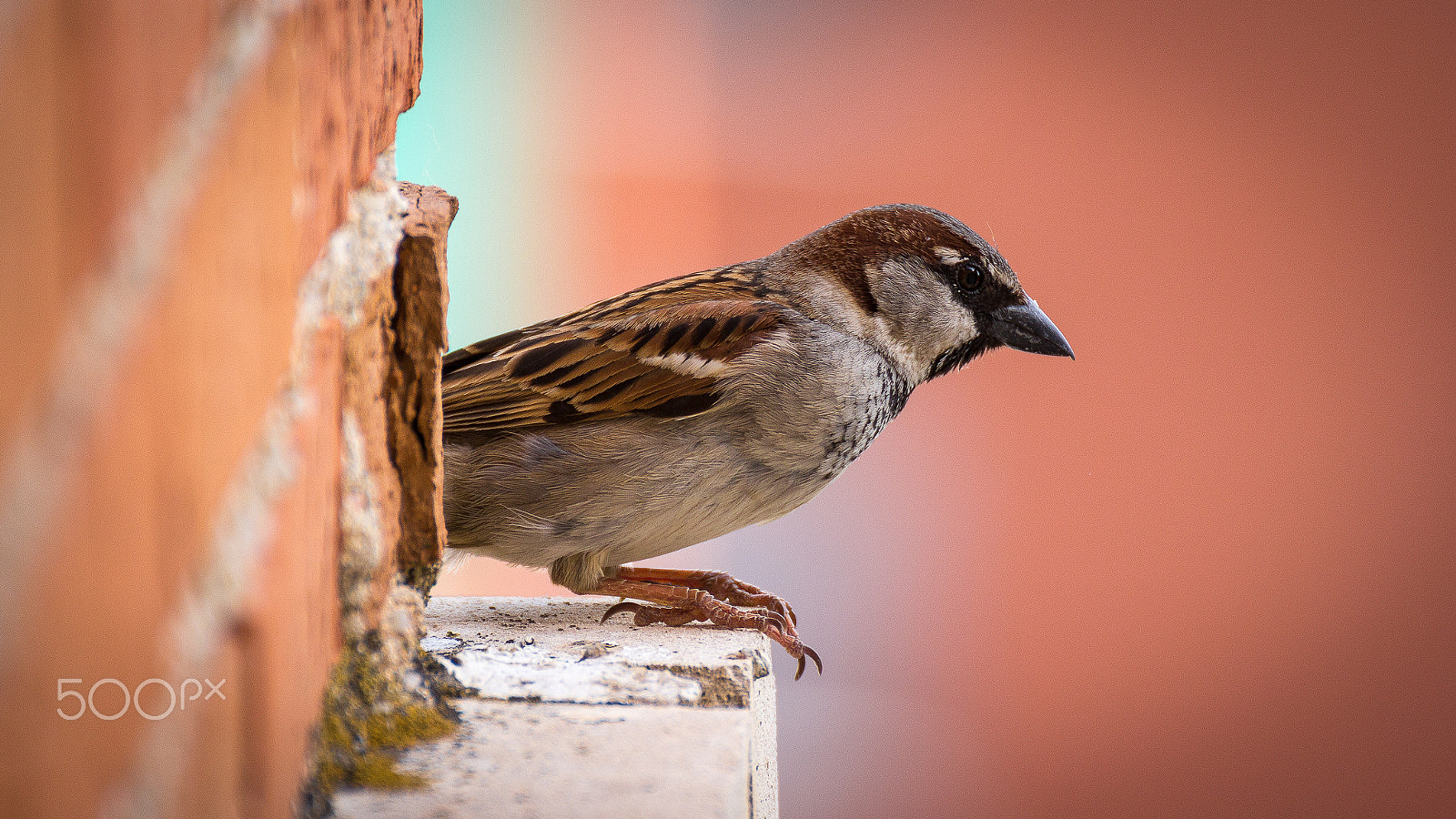 Canon EOS 60D sample photo. To jump or not to jump that is the question photography