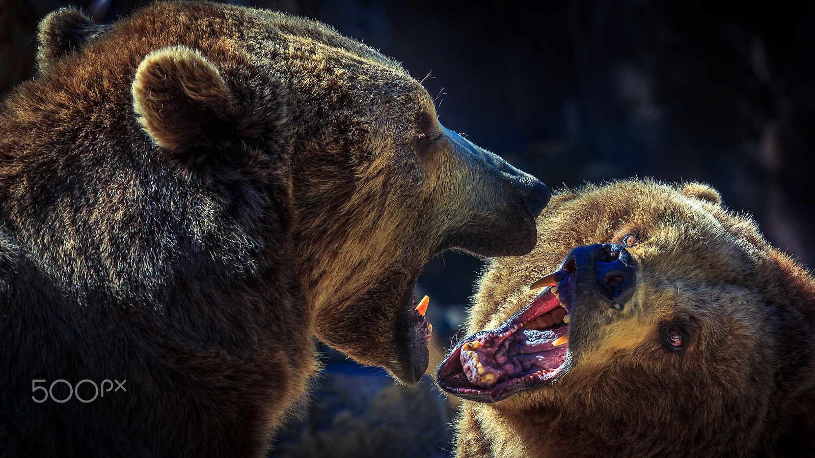 Canon EOS 60D sample photo. Bears instints photography