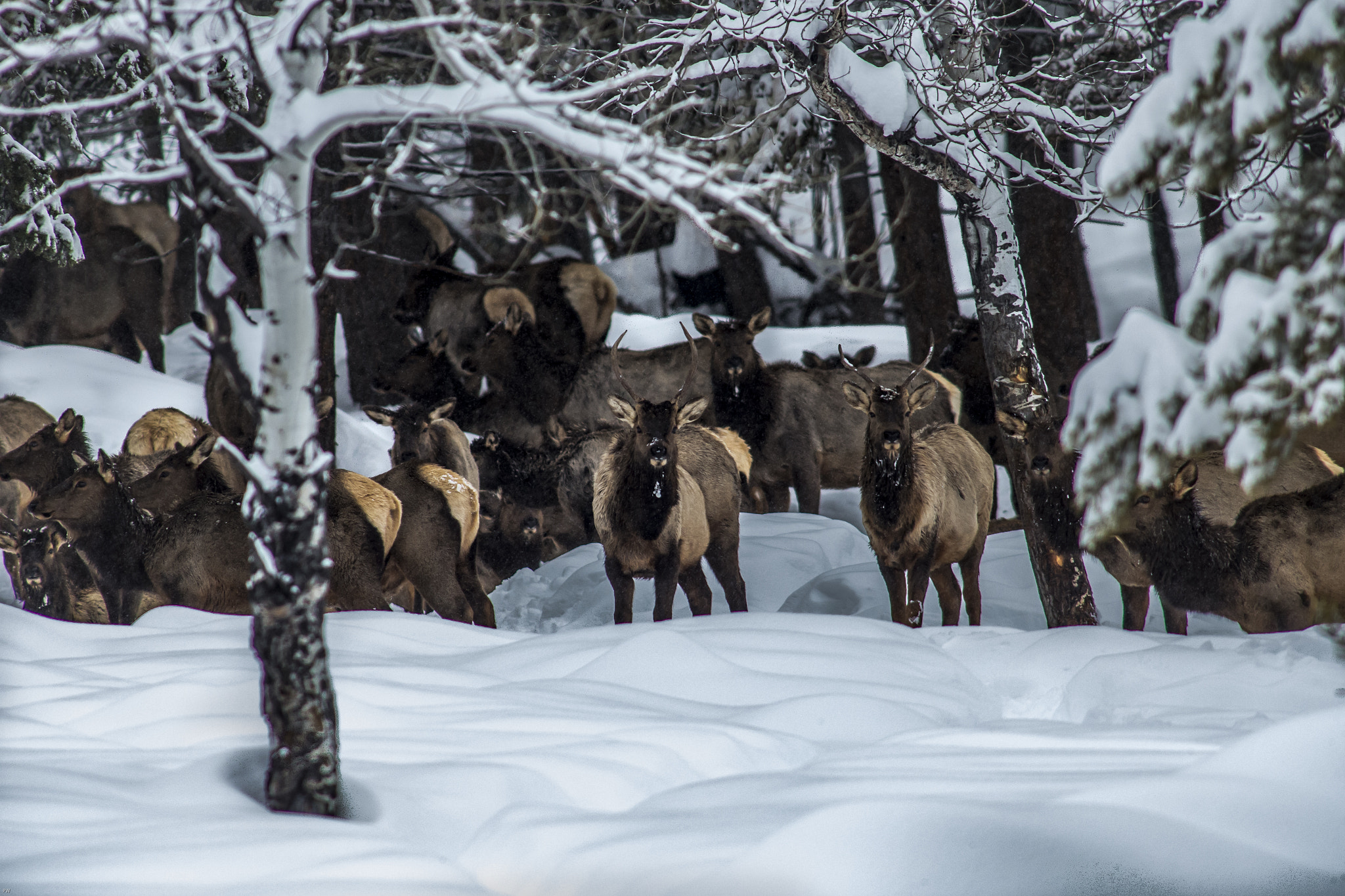 Canon EF 400mm F2.8L IS USM sample photo. Herd photography