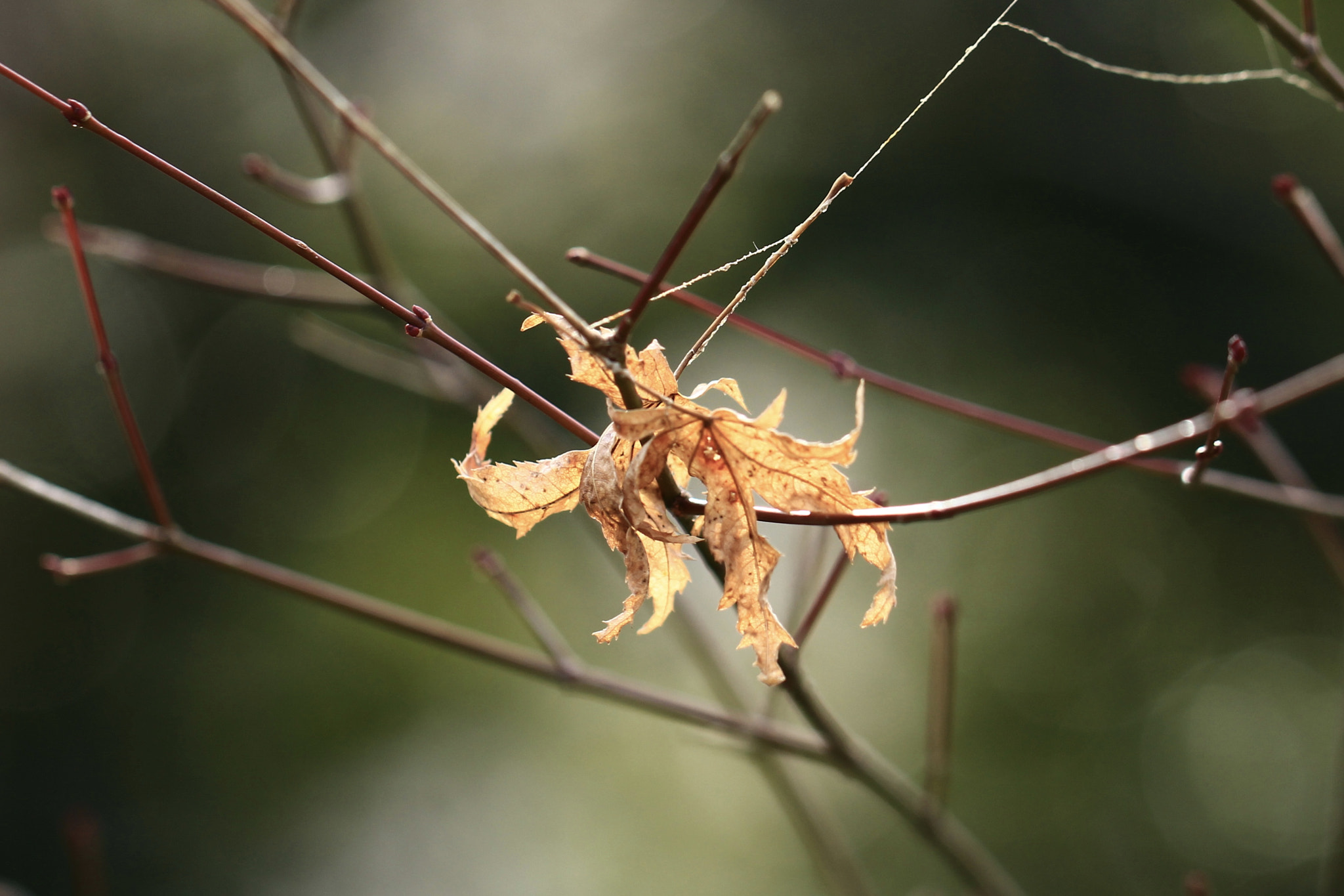 Canon EOS 700D (EOS Rebel T5i / EOS Kiss X7i) + Canon EF 100mm F2.8L Macro IS USM sample photo. Withering leaves photography