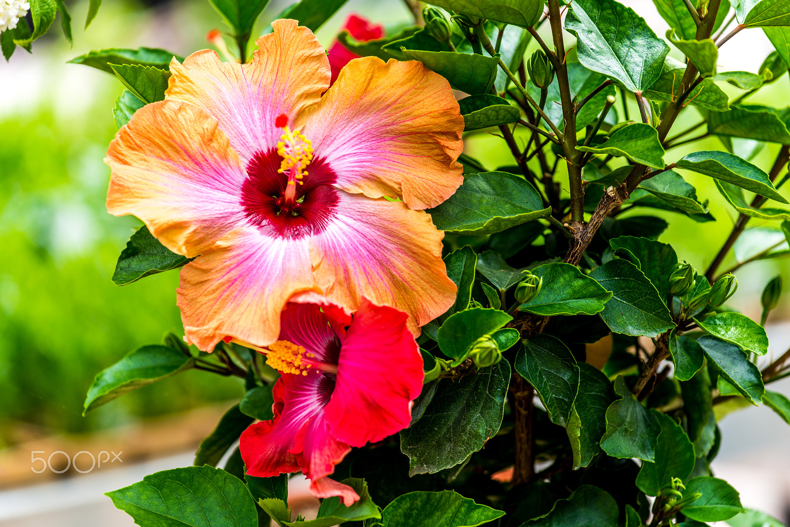 Nikon AF-S Nikkor 70-200mm F4G ED VR sample photo. Flowers photography