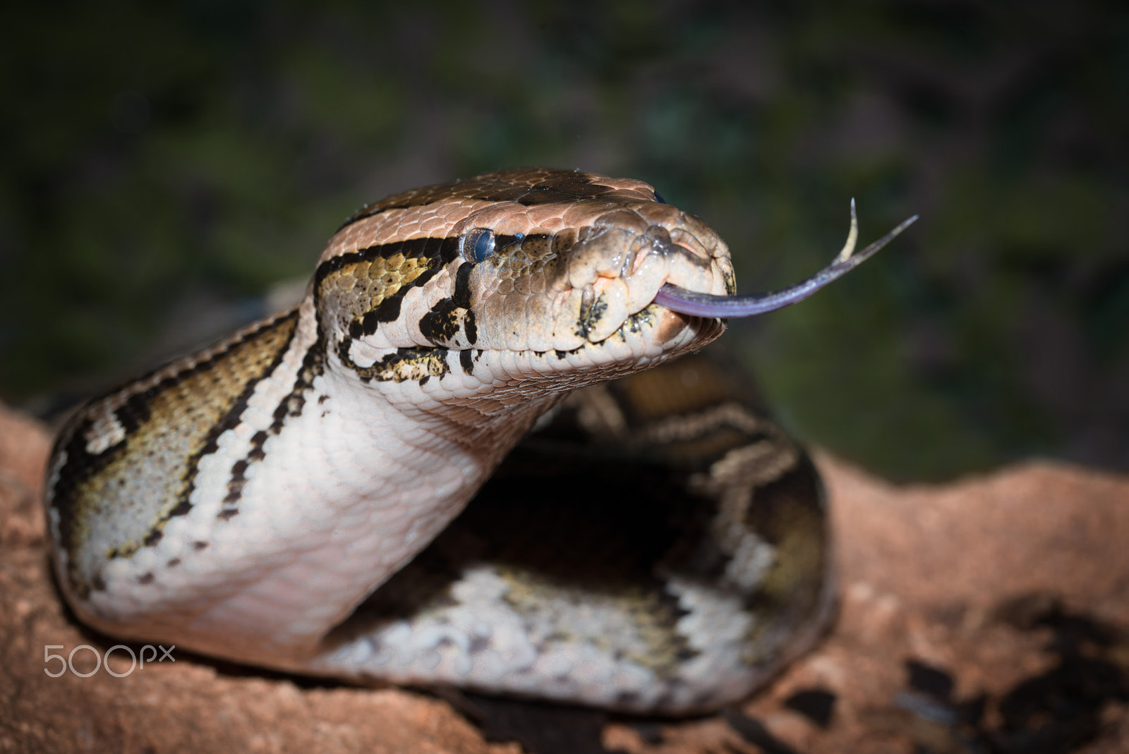 Nikon D800 sample photo. Forked tongue photography