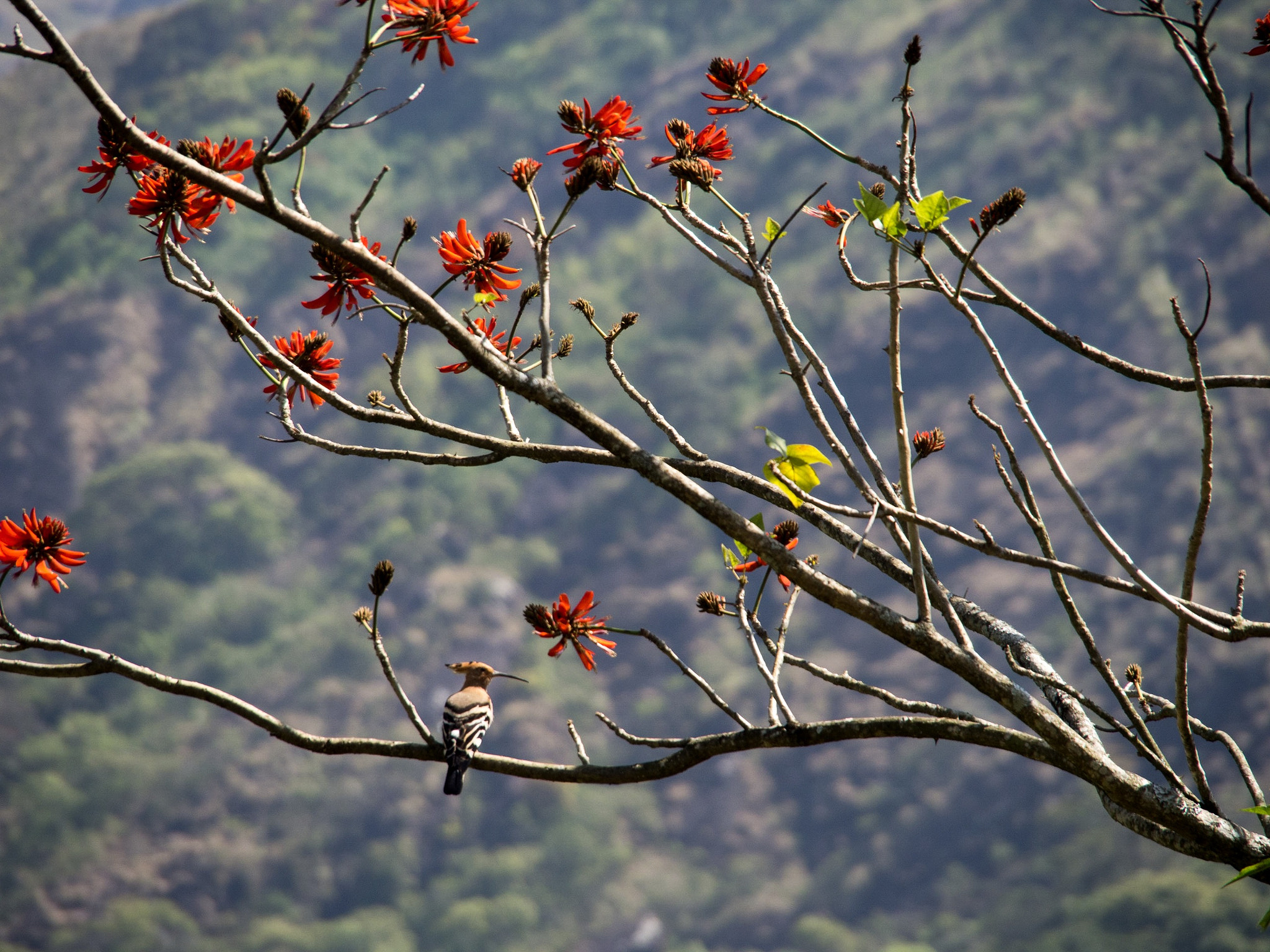 Olympus OM-D E-M5 sample photo. Colors and wildlife of kerala photography