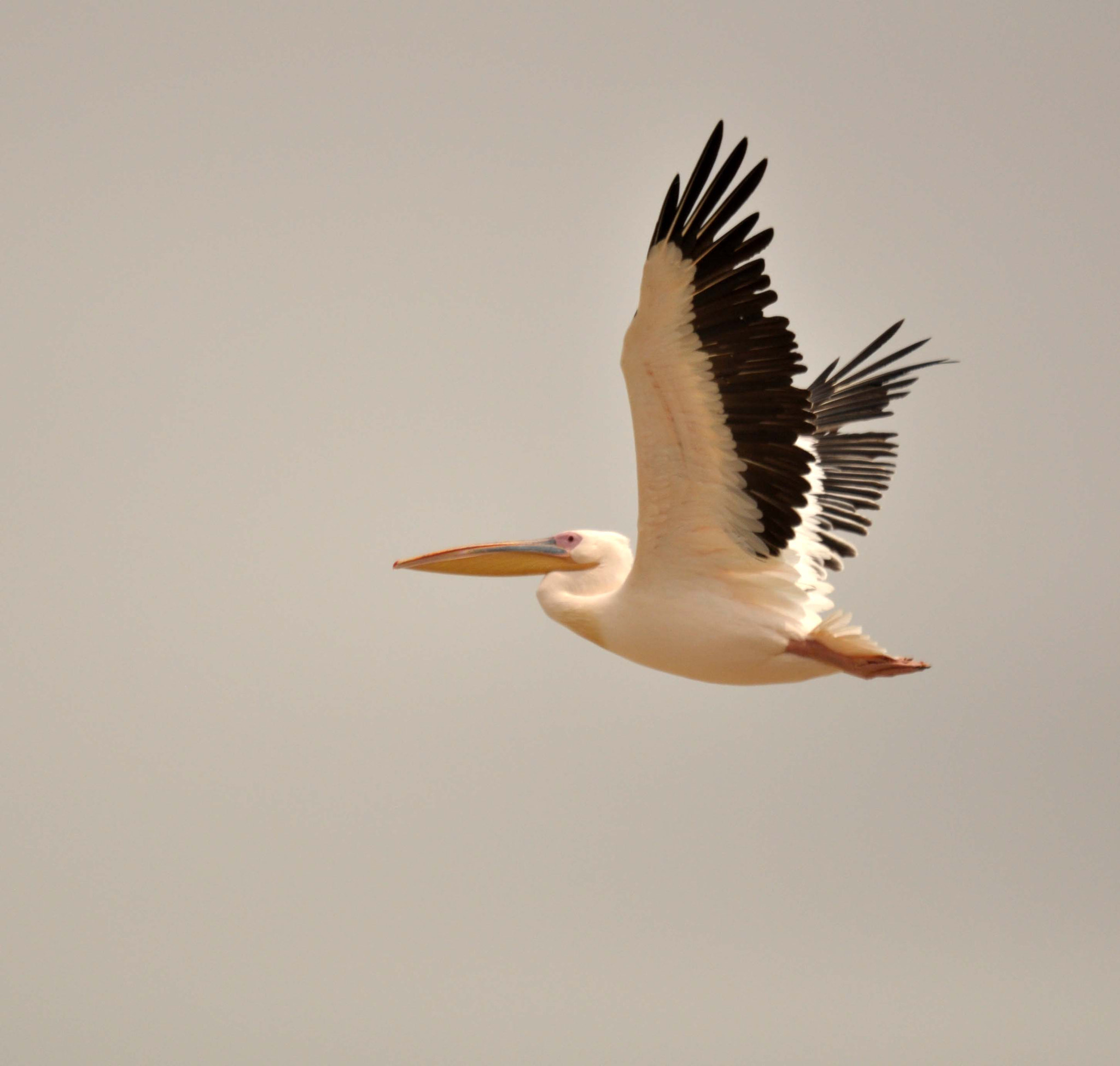 Nikon D90 + Sigma 150-500mm F5-6.3 DG OS HSM sample photo. Great white pelican photography