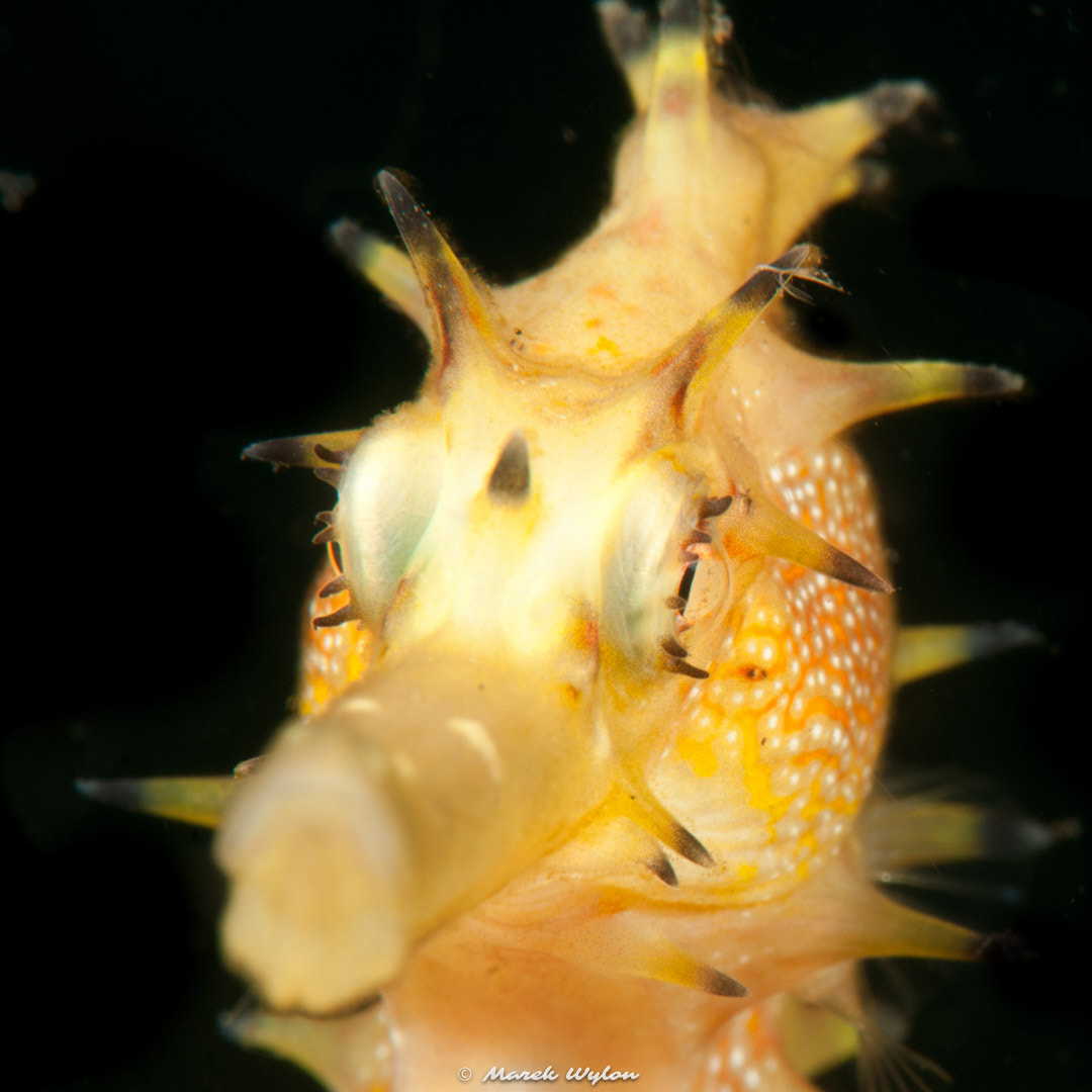 Nikon AF-S Micro-Nikkor 105mm F2.8G IF-ED VR sample photo. Tigertail seahorse | lembeh strait | 2011.10.11 photography