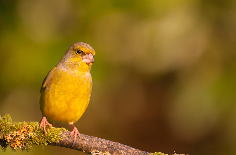 Canon EF 500mm F4L IS USM sample photo. Verdier photography