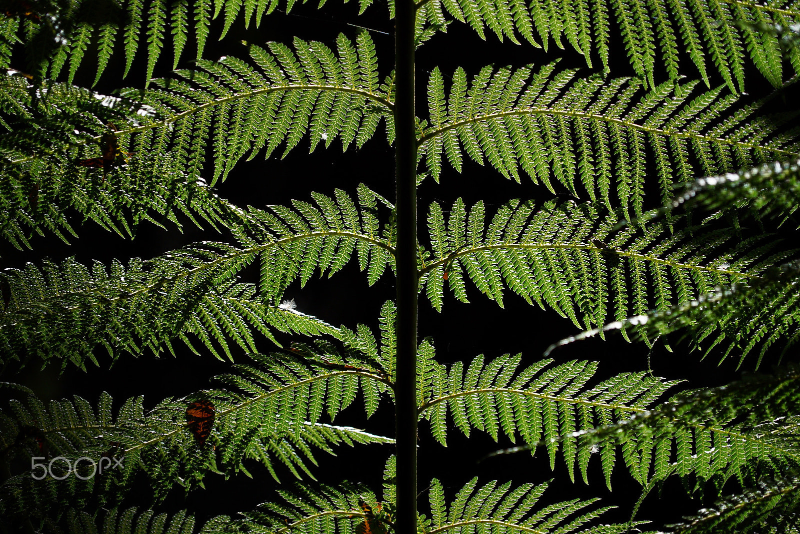 Sony FE 24-240mm F3.5-6.3 OSS sample photo. Fern at russell falls, tasmania photography