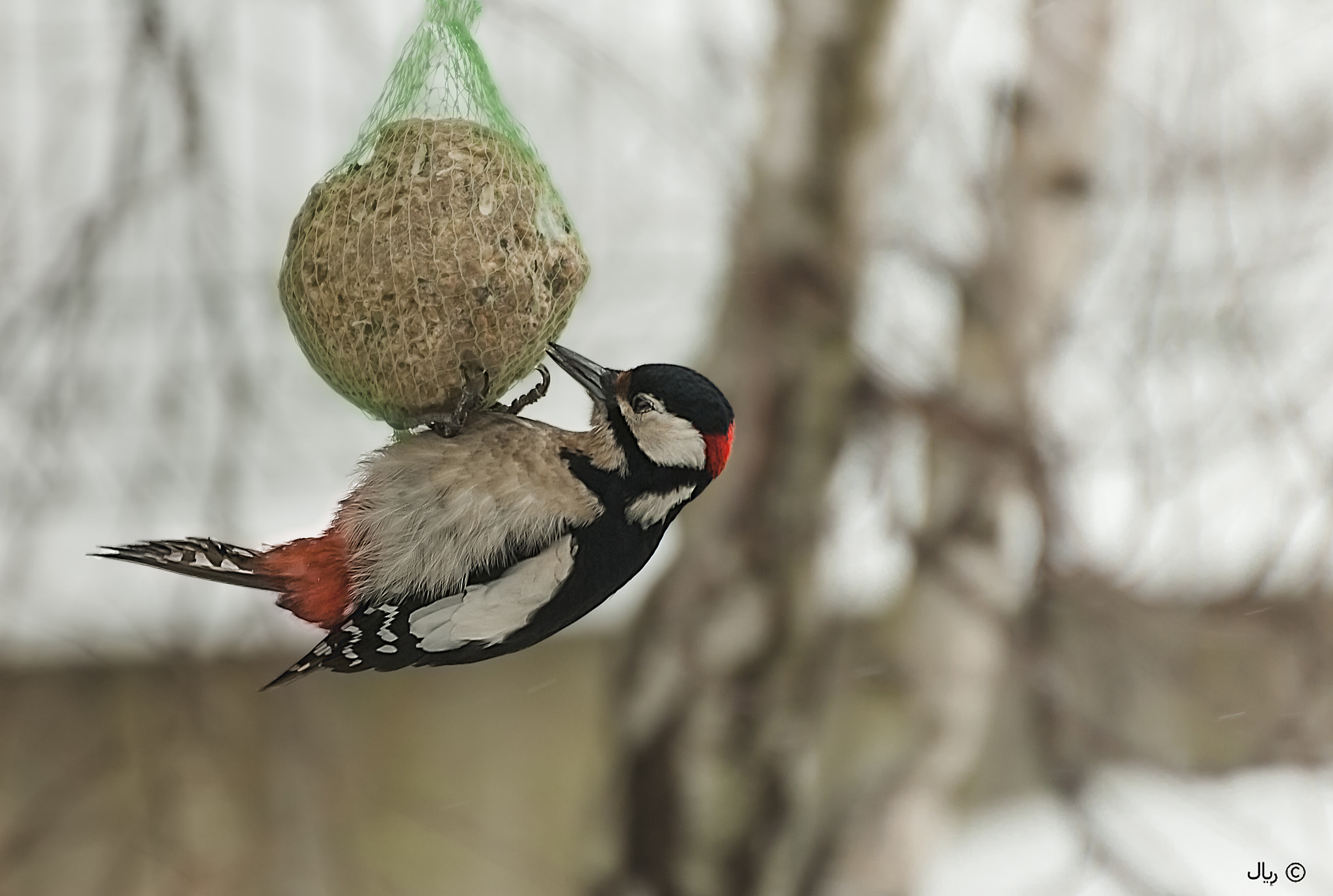 Nikon D200 sample photo. A woodpecker gourmet photography
