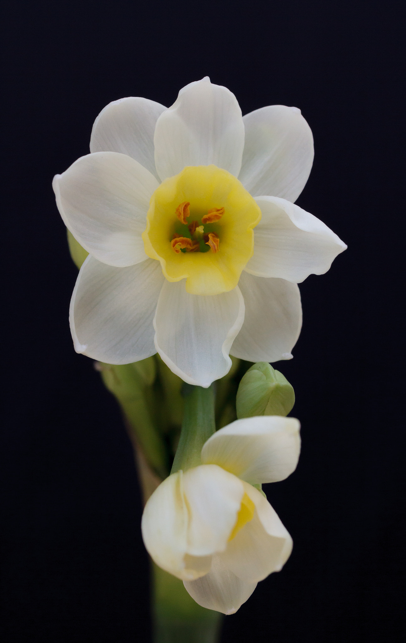 Canon EF 50mm F2.5 Macro sample photo. Avalanche daffodil photography