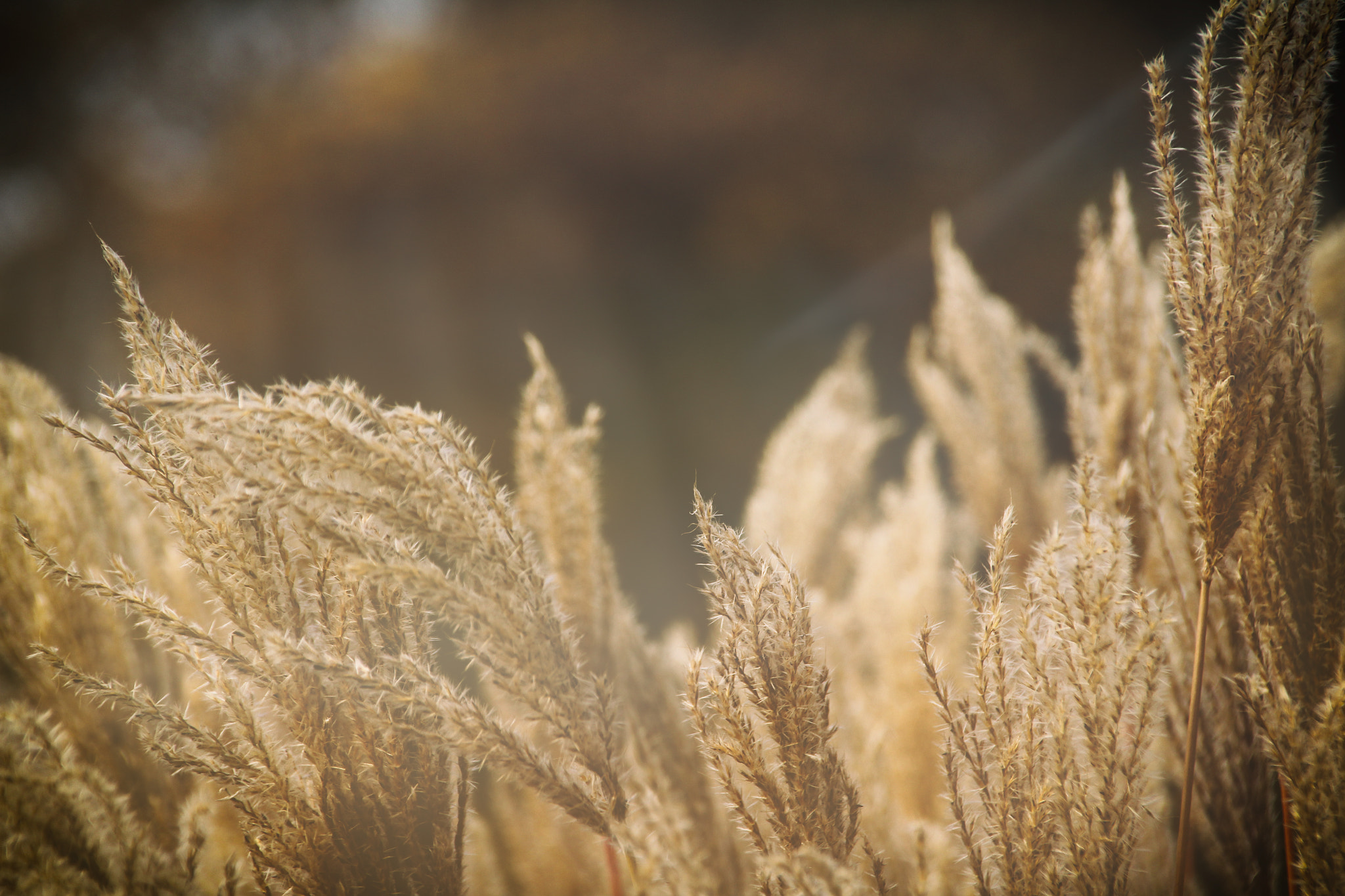 Sigma 18-250mm F3.5-6.3 DC OS HSM sample photo. Away from winter . photography