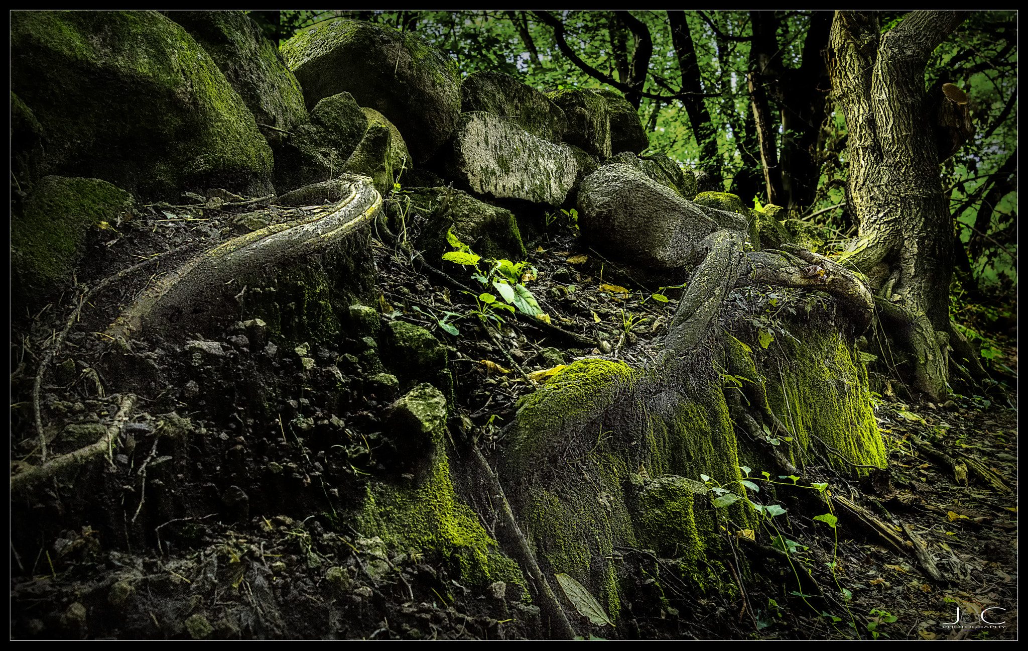 Nikon AF Nikkor 24-85mm F2.8-4D IF sample photo. Jac photography