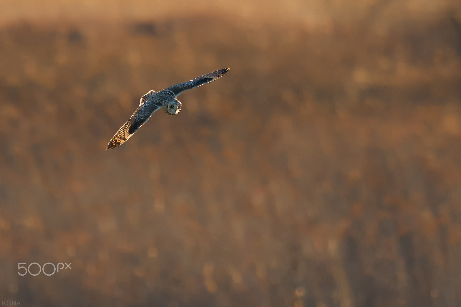 Nikon D500 + Nikon AF-S Nikkor 400mm F2.8G ED VR II sample photo. Komimi photography