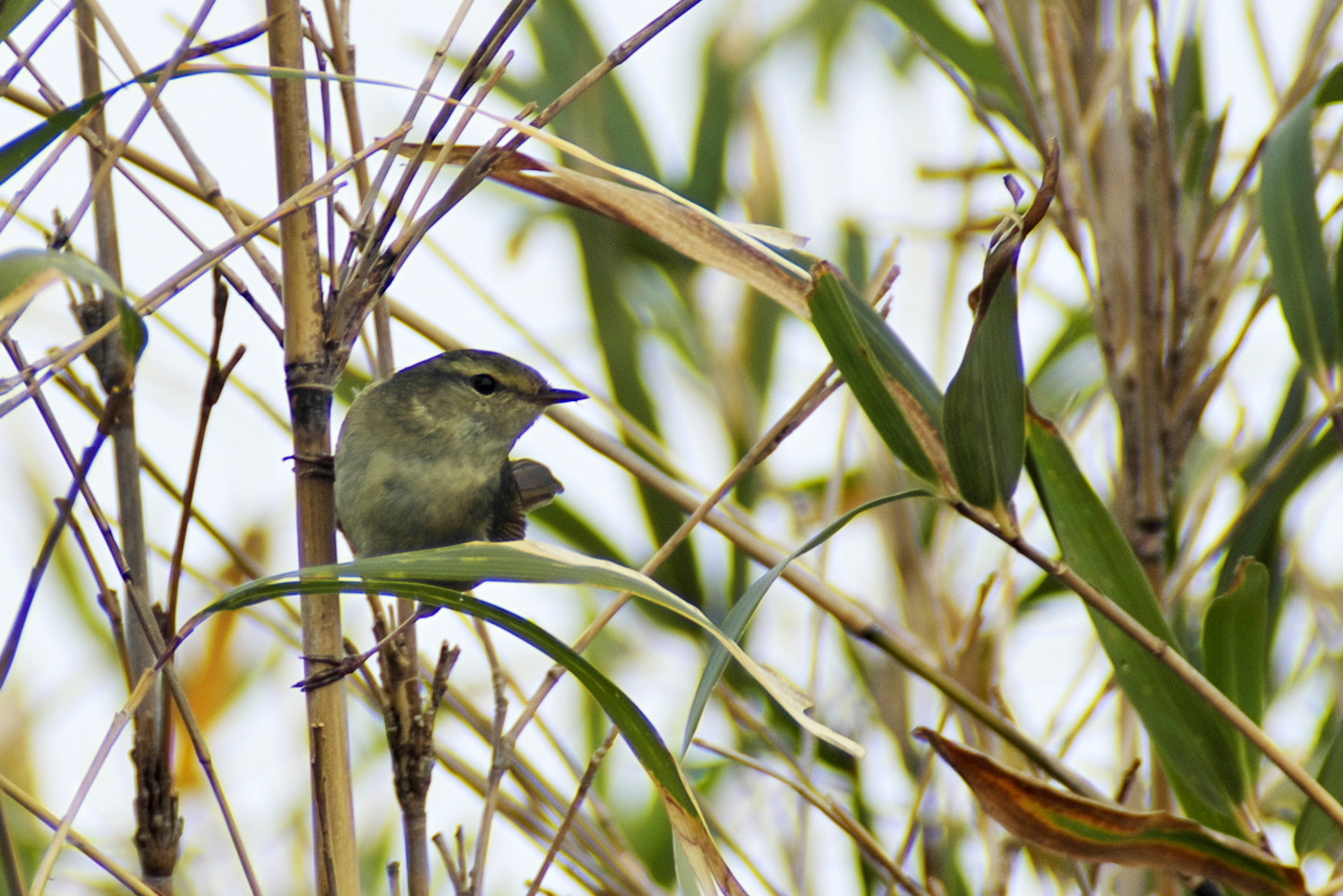 Pentax K-5 + A Series Lens sample photo. Bush warbler photography