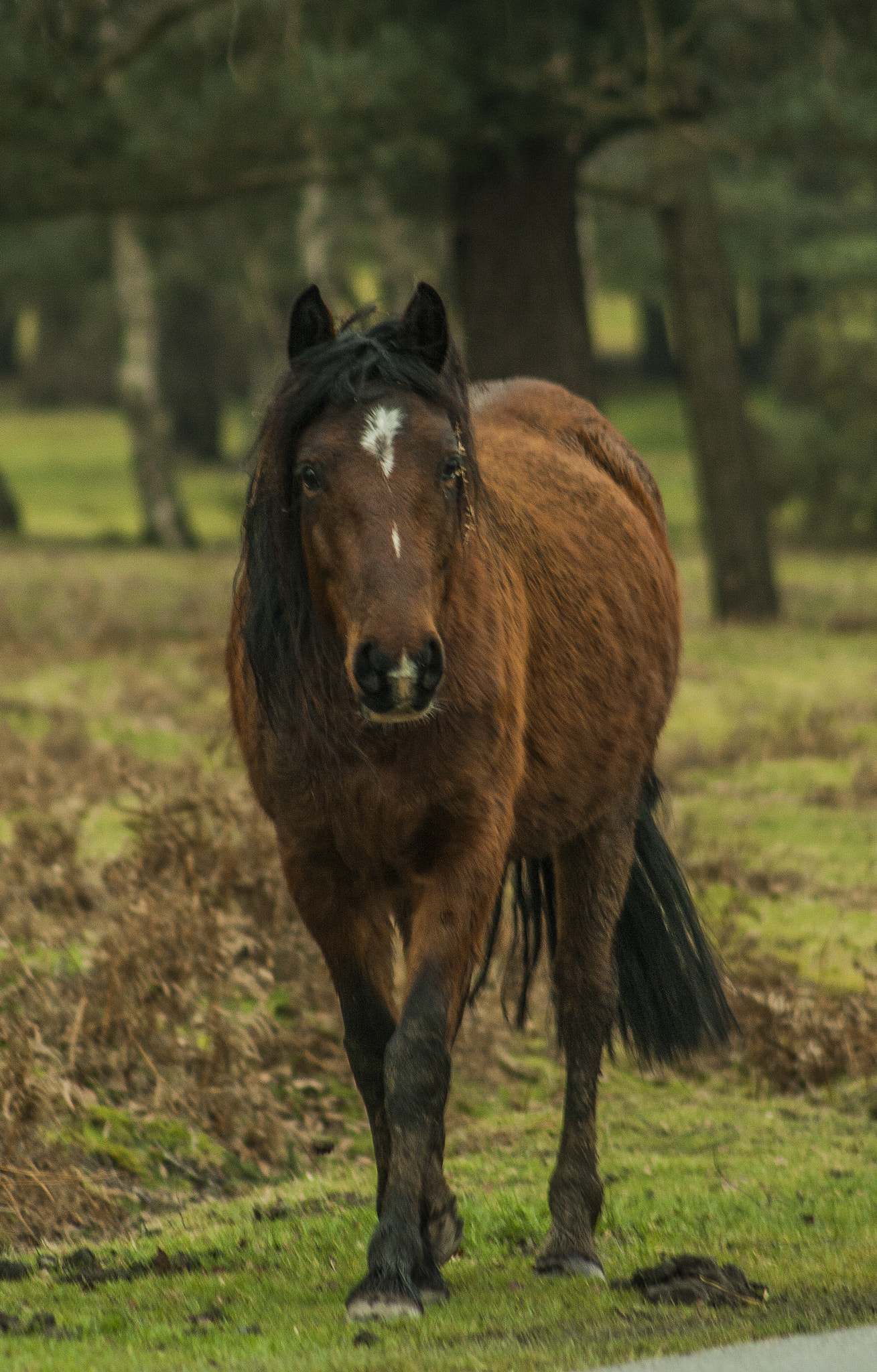 Canon EF 90-300mm F4.5-5.6 sample photo. Mg photography