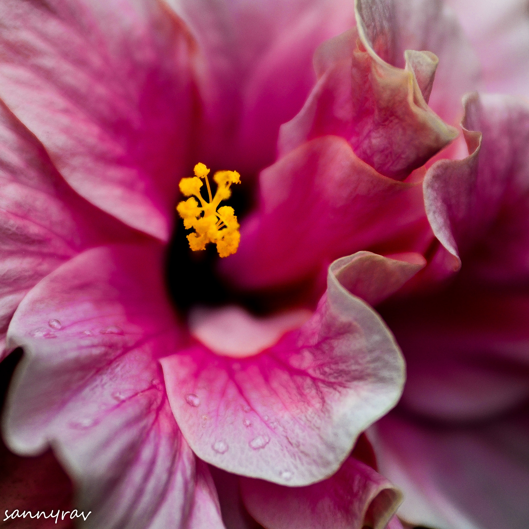 AF Zoom-Nikkor 35-70mm f/2.8D sample photo. Pink photography