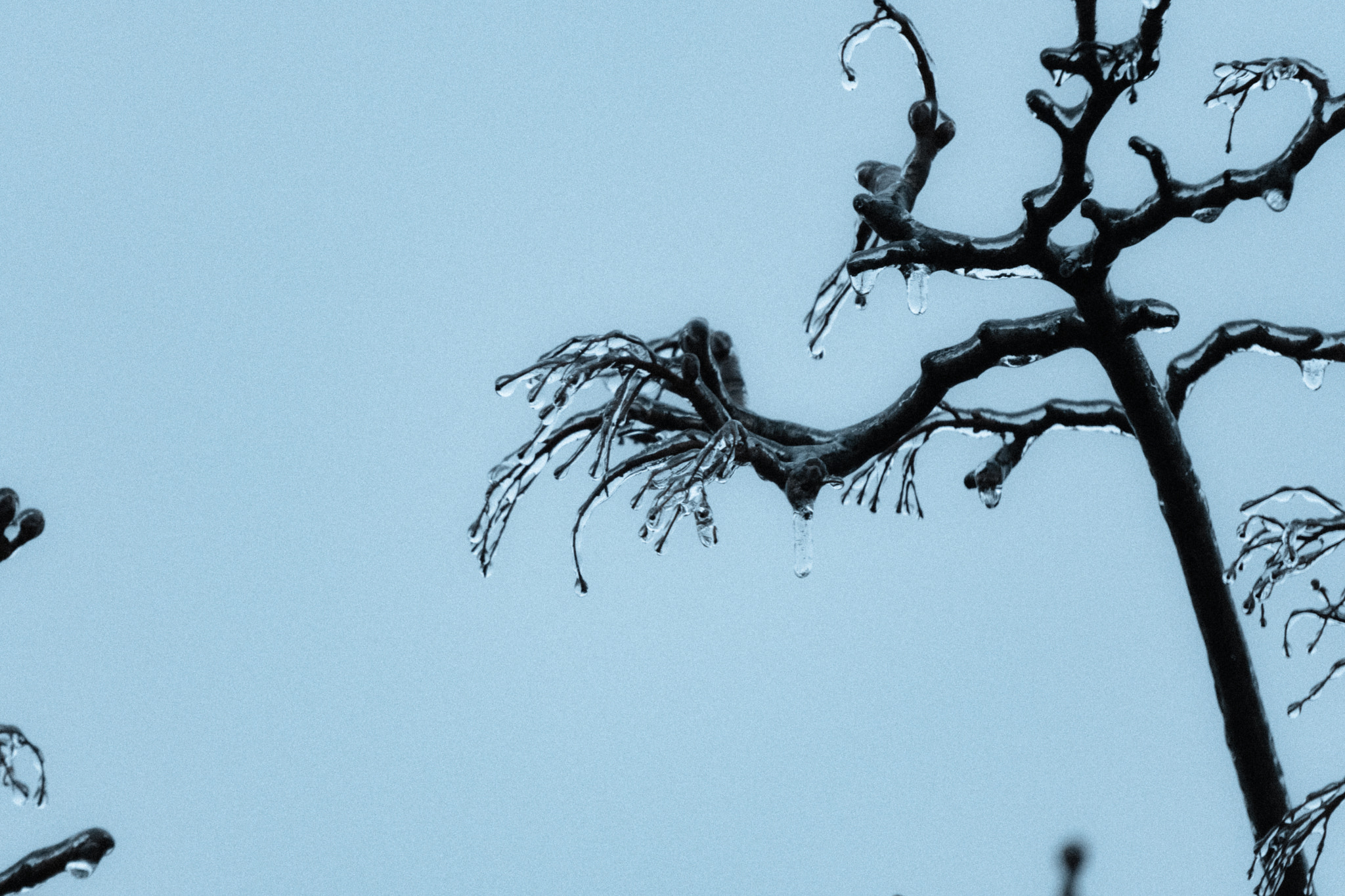 Sony a6300 + Sony E 55-210mm F4.5-6.3 OSS sample photo. Frozen rain on tree photography