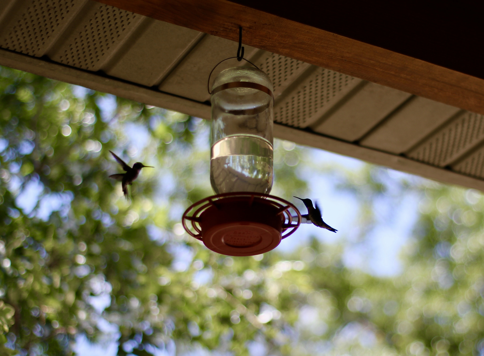 Sigma A 24-105 mm f/4 DG OS HSM sample photo. Fullsizeoutput eb photography