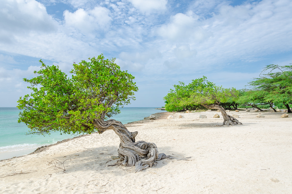 famous Divi Divi tree which is Aruba's natural compass by Júnior Braz on 500px.com