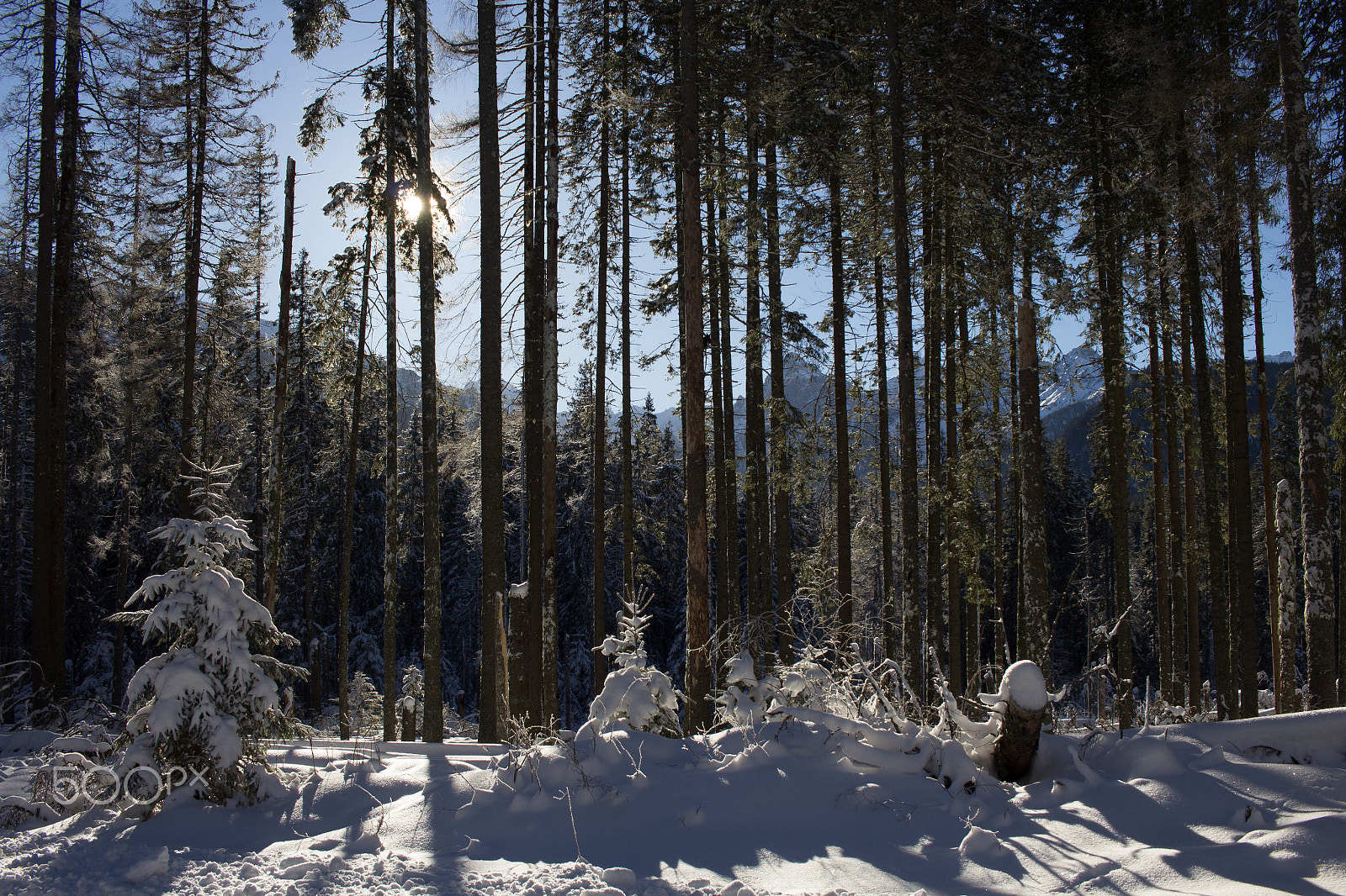 Canon EF-S 24mm F2.8 STM sample photo. Tatra park photography