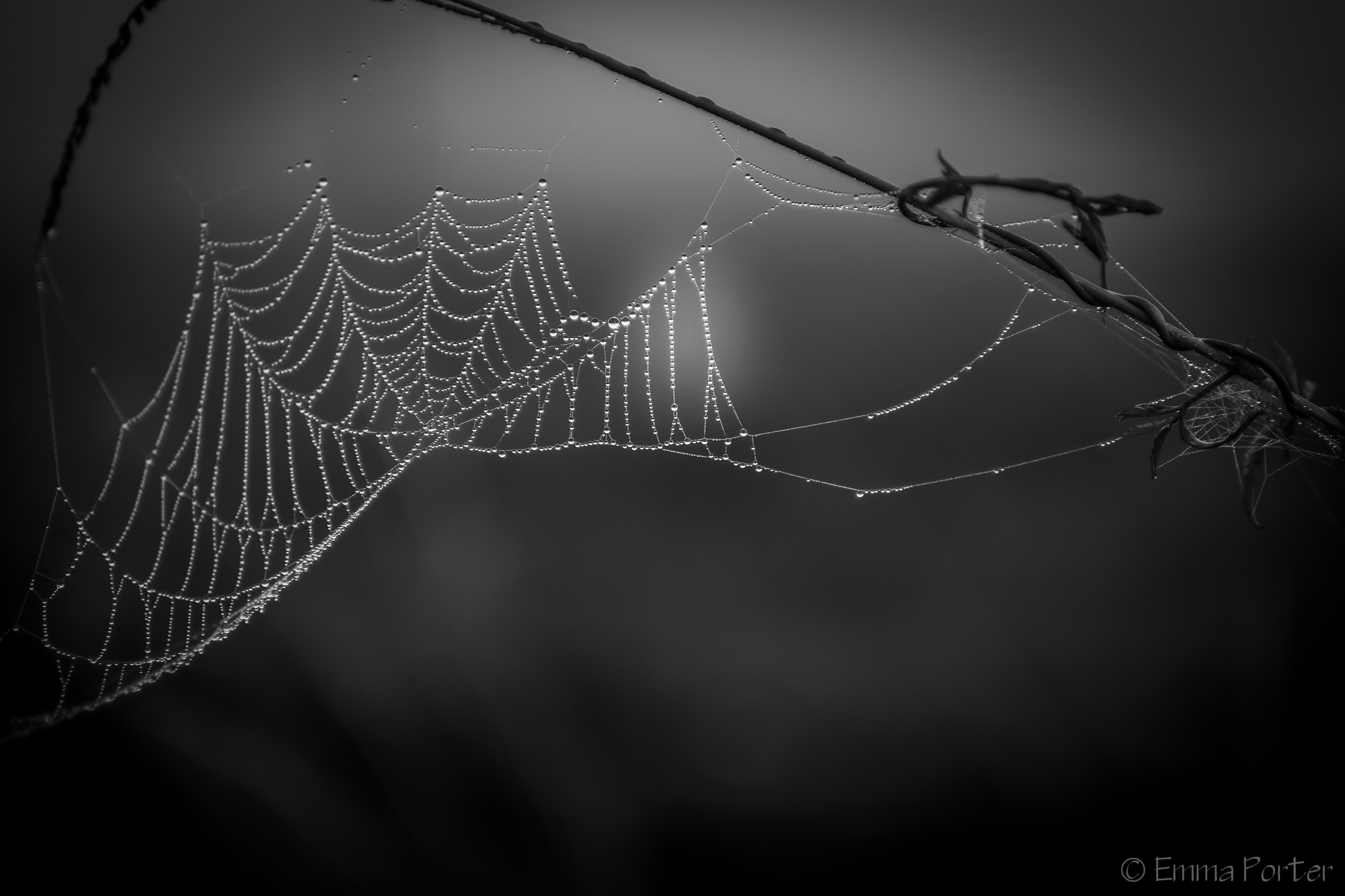 Nikon D810 sample photo. Web photography